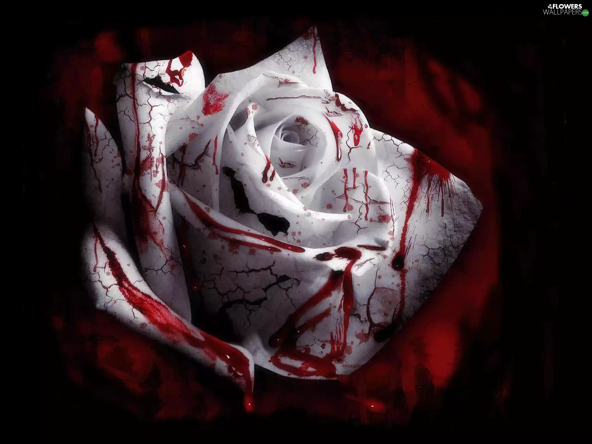 Blood, rose