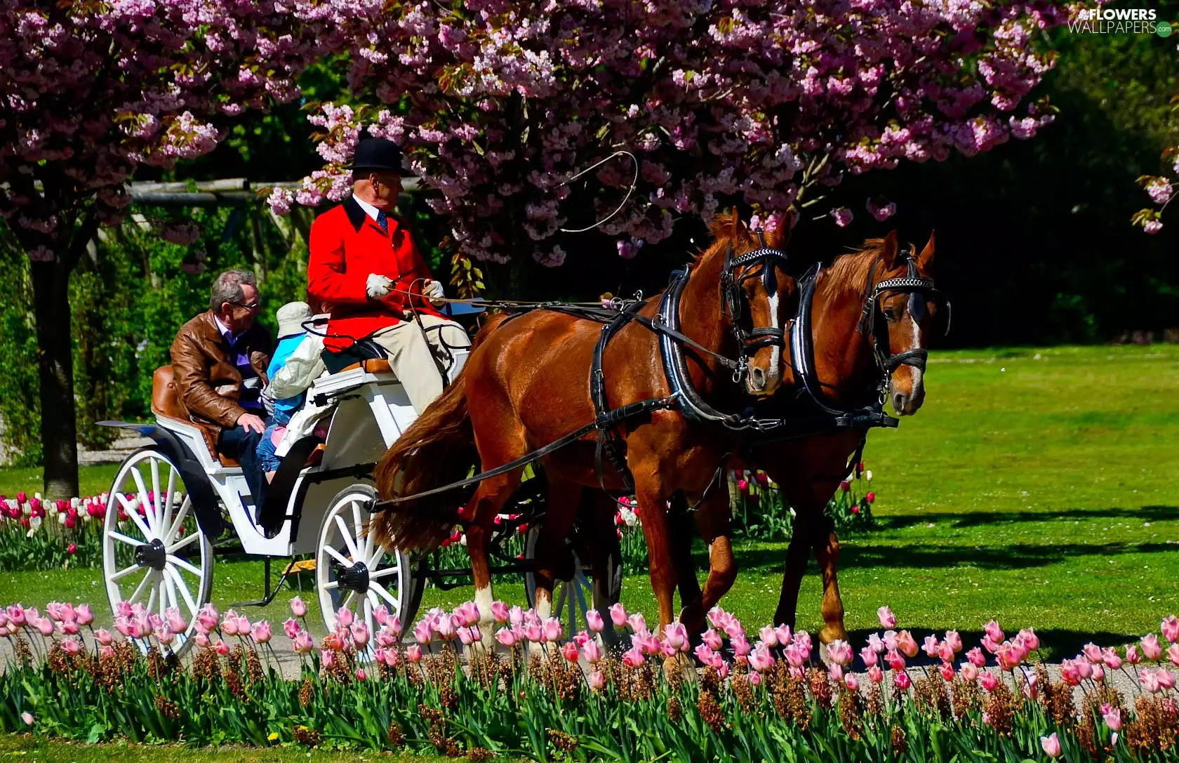 Park, chaise, Tulips, bloodstock