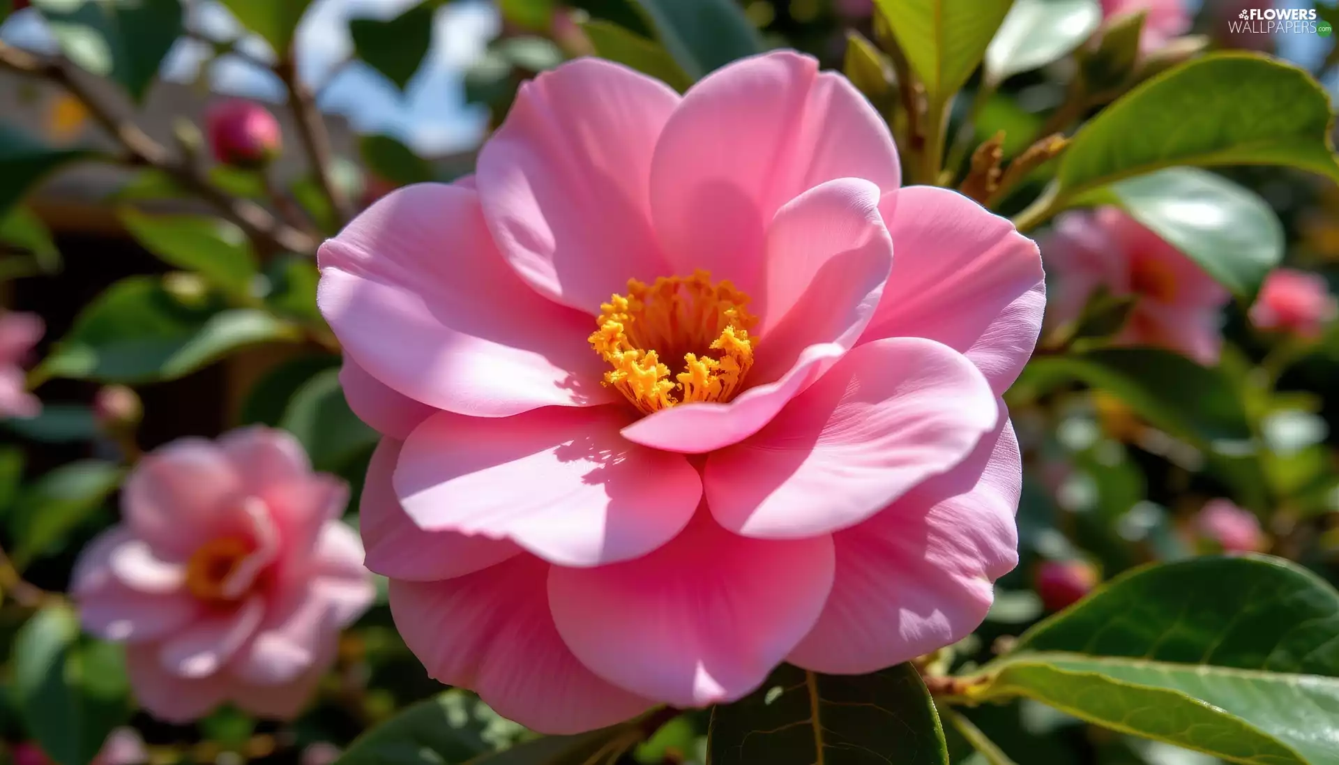 Colourfull Flowers, leaves, bloom, Pink, camellia