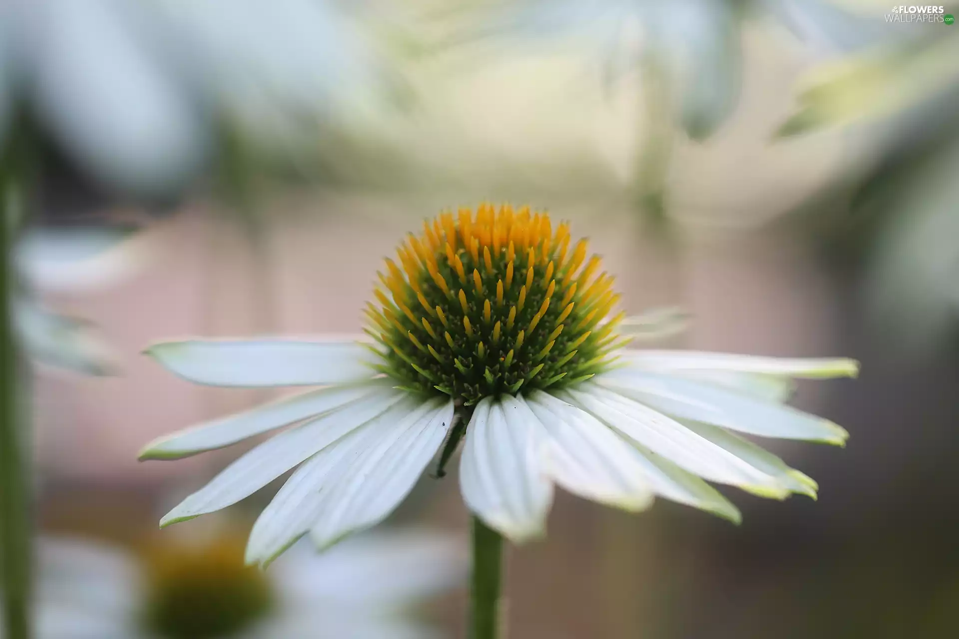 White, bloom, Colourfull Flowers, echinacea