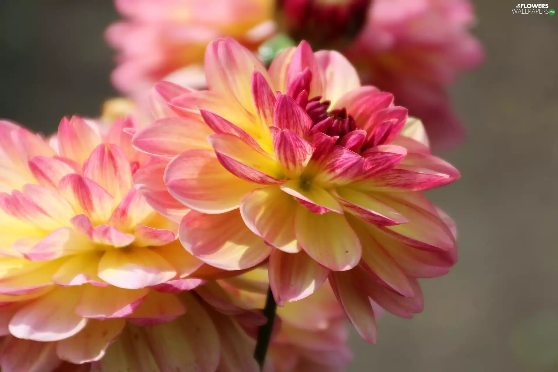 dahlias, Pink-Yellow, bloom