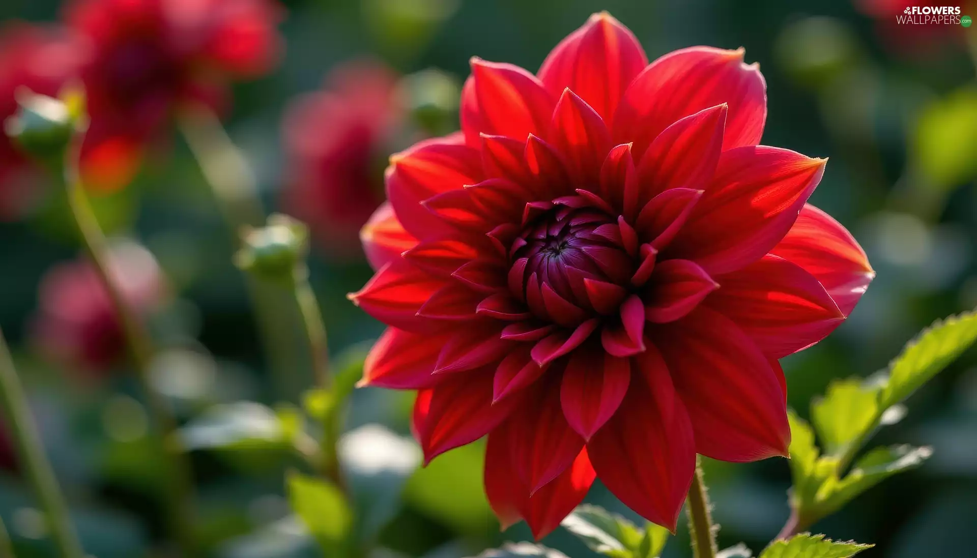 Colourfull Flowers, rapprochement, bloom, Red, Dalia