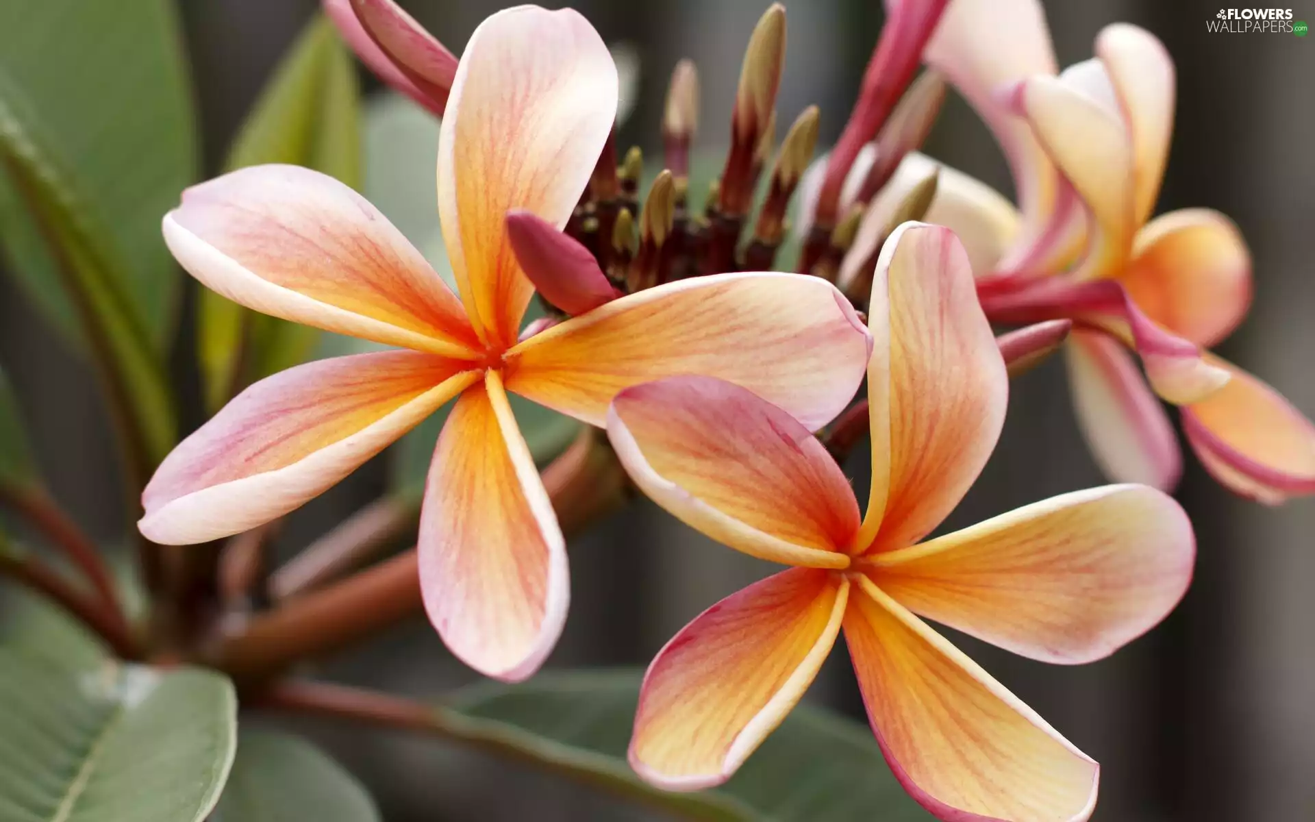 Flowers, Plumeria, Buds, bloom
