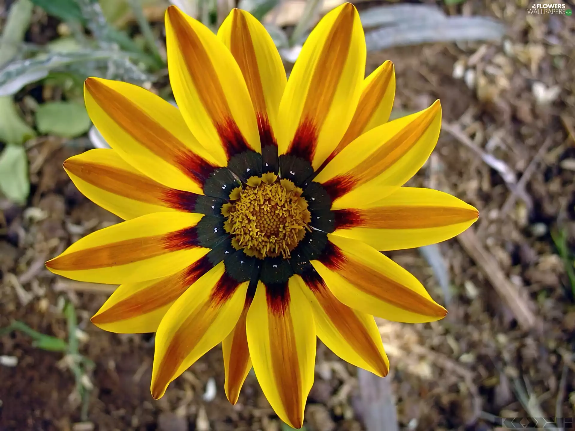 bloom, Colourfull Flowers