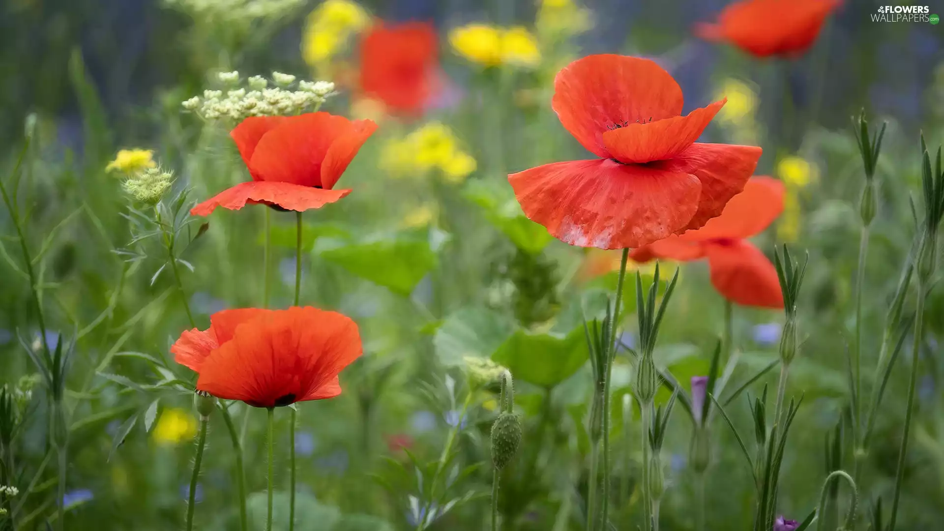 Flowers, Red, papavers, bloom