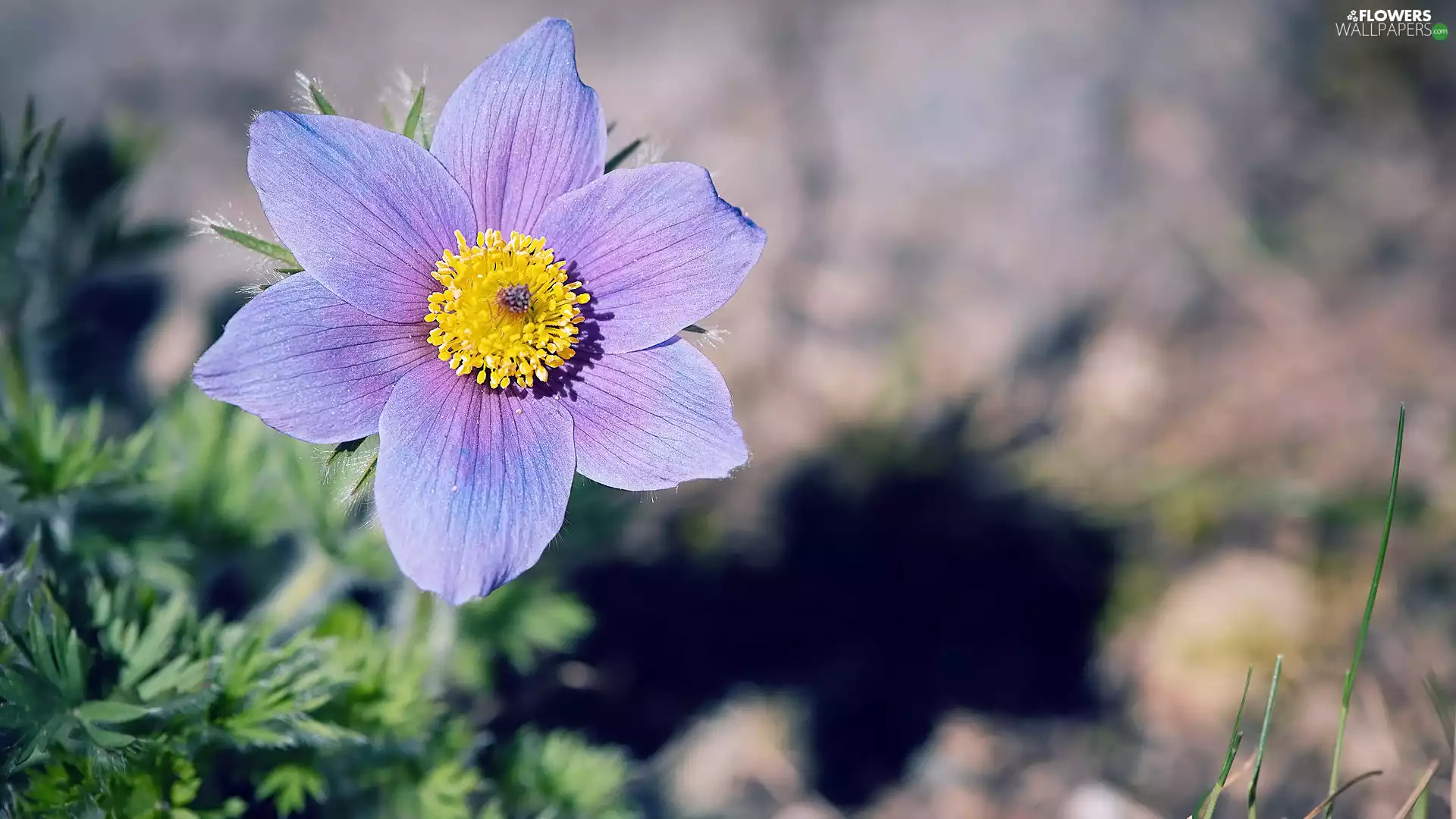 pasque, Colourfull Flowers, bloom