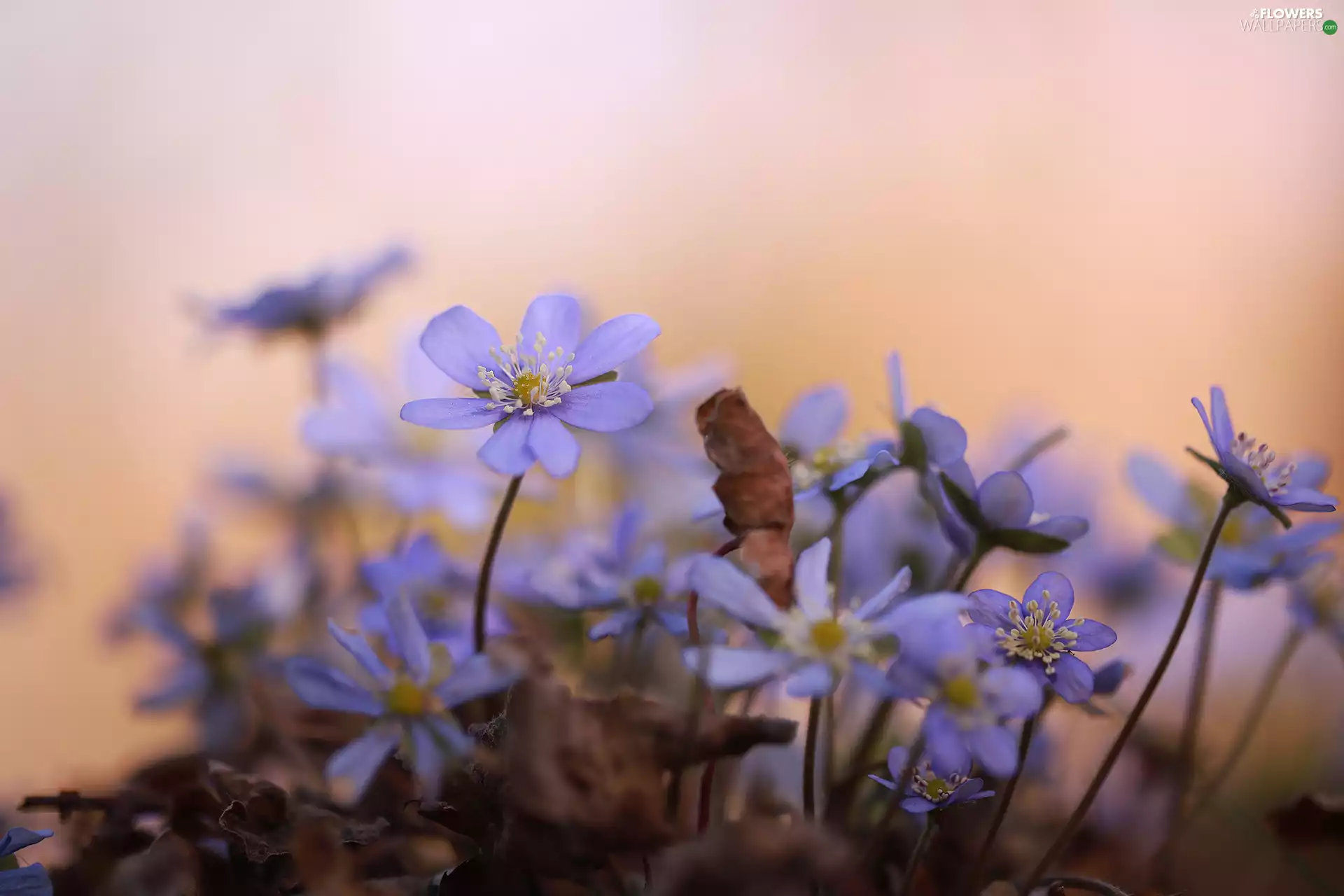 purple, Liverworts, Flowers, bloom