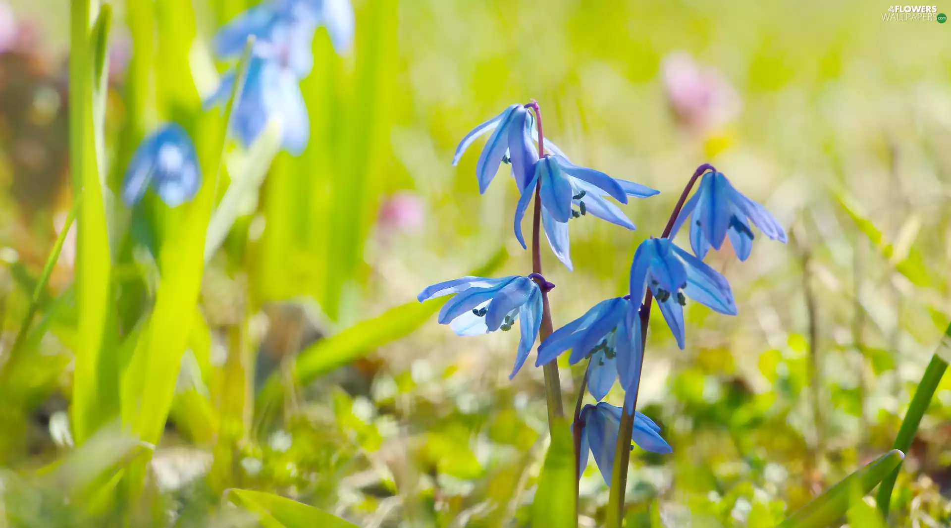 Flowers, bloom, Siberian squill, Blue