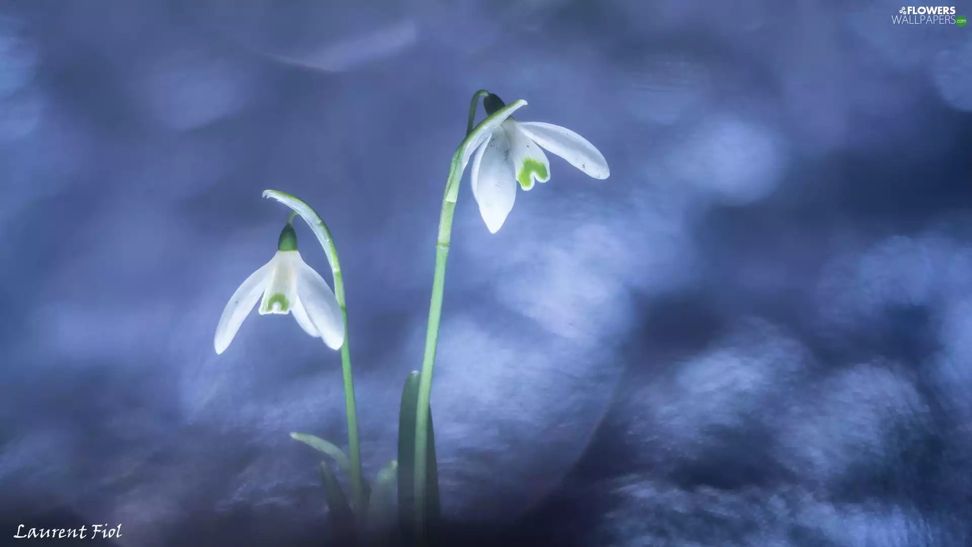 snowdrops, Two cars, bloom