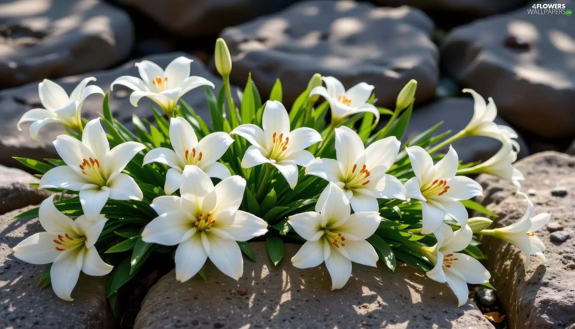 White, lilies, Stones, bloom