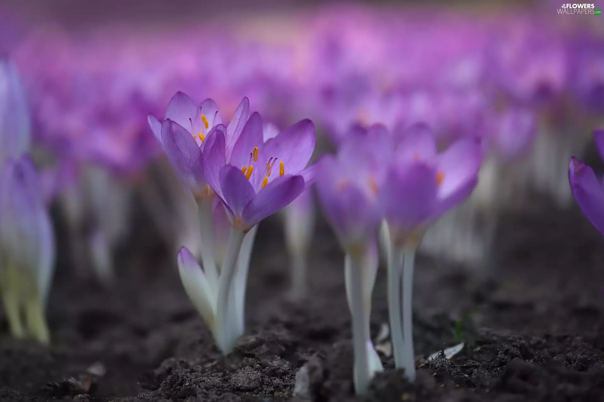 colchicums, purple, Flowers, blooming