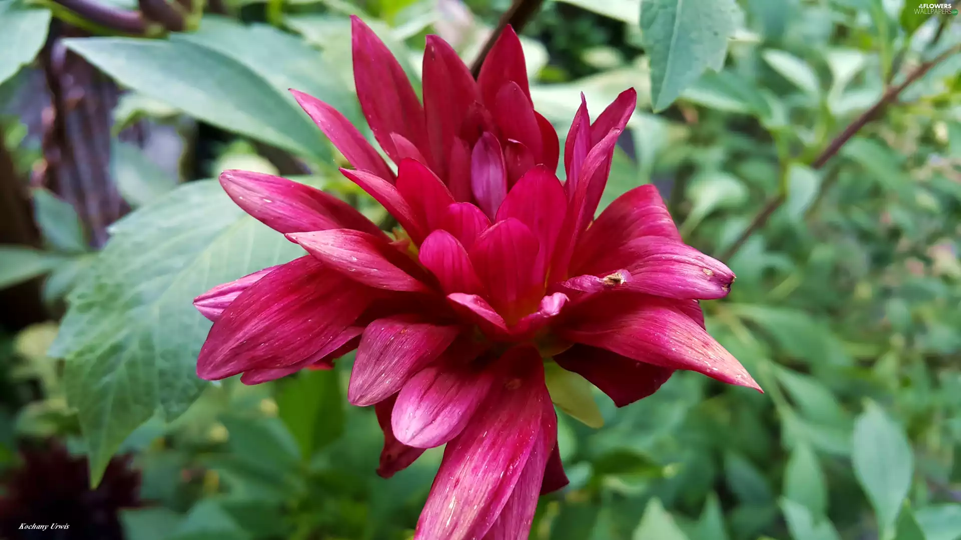Blooming, Dalia