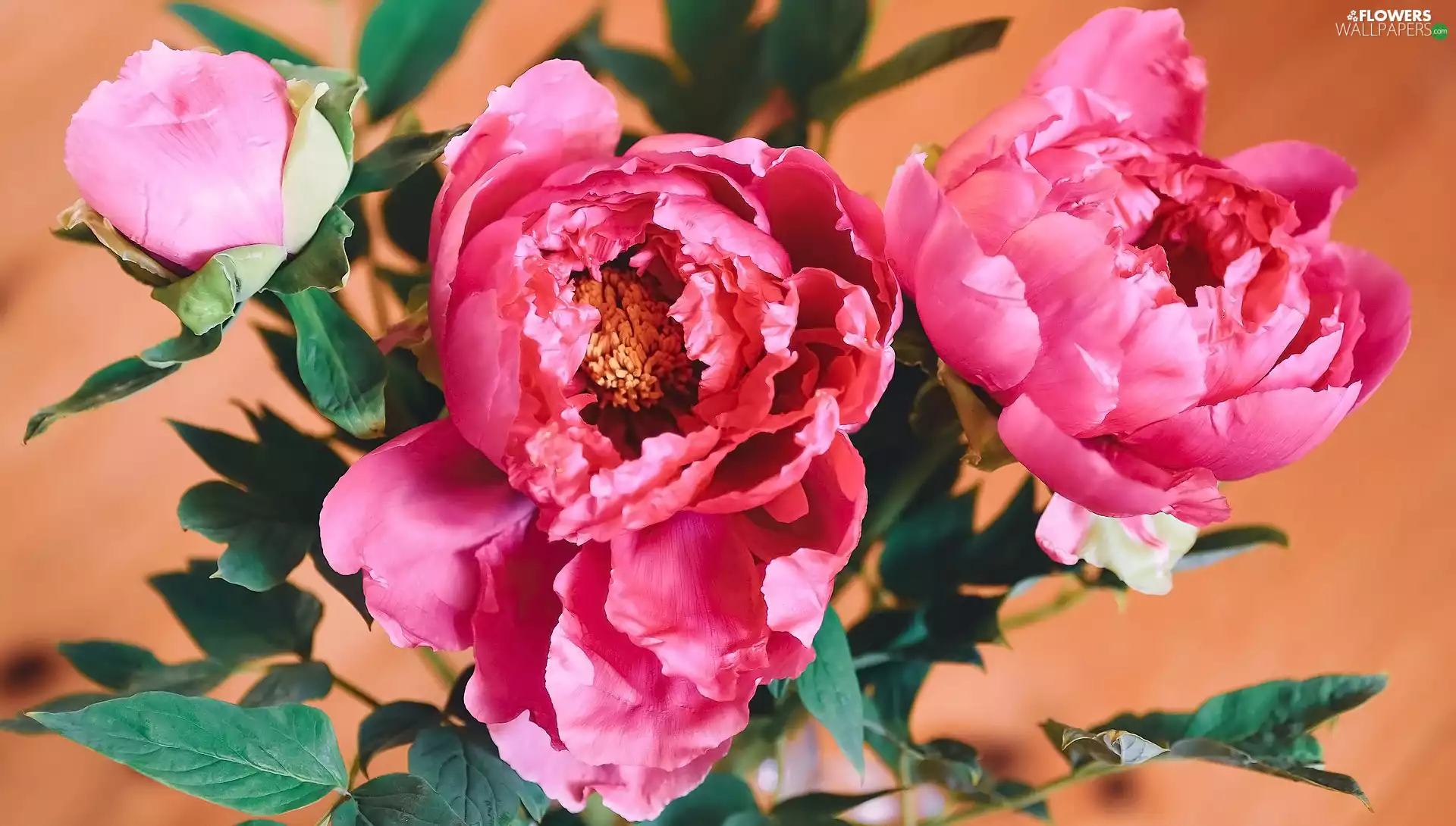 Flowers, Peonies, bud, blooming