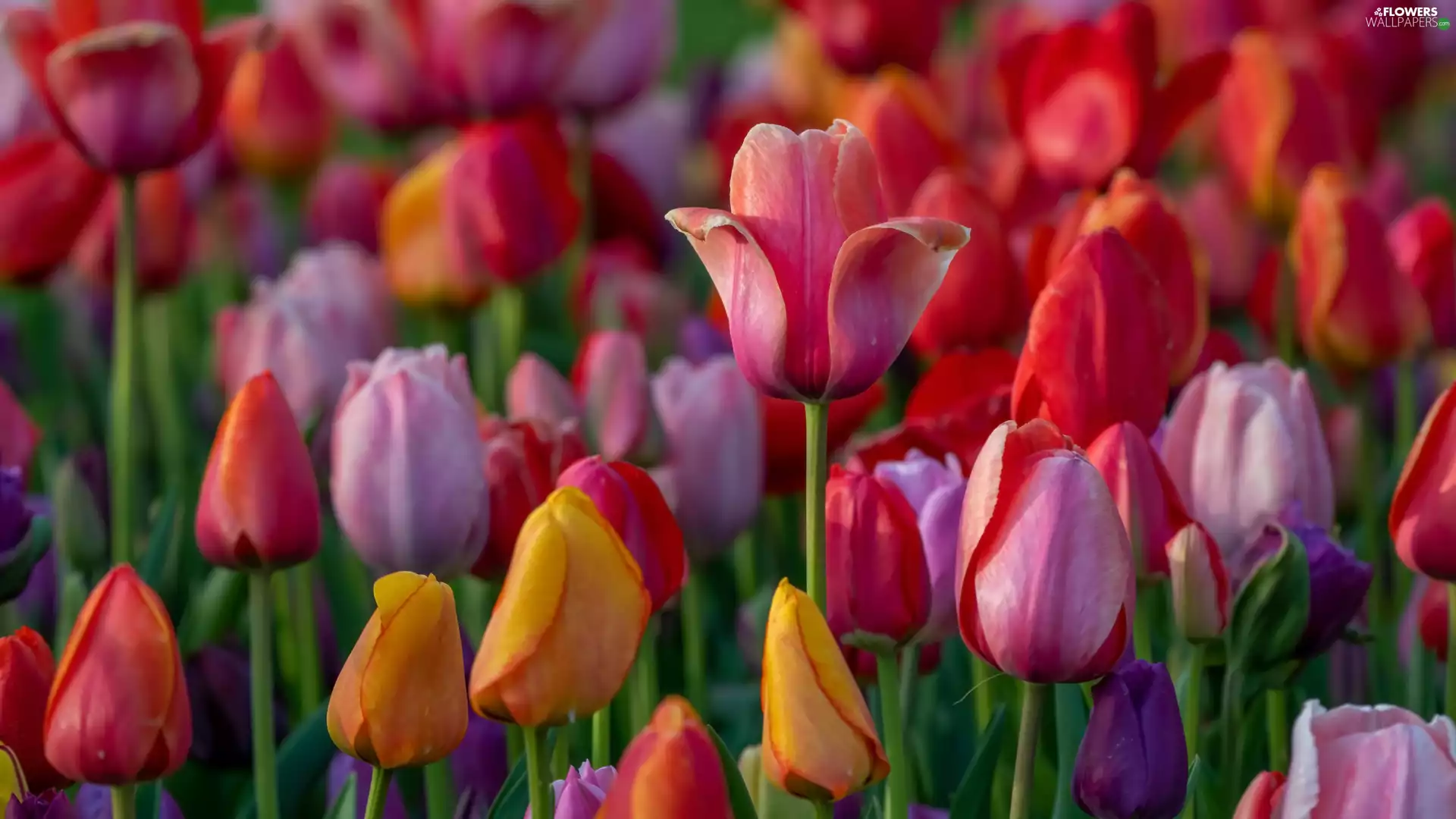 Flowers, Tulips, color, blooming