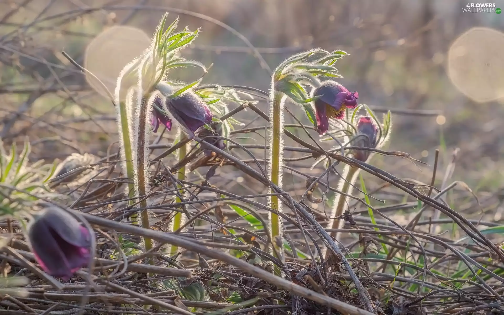 Flowers, pasque, grass, blooming