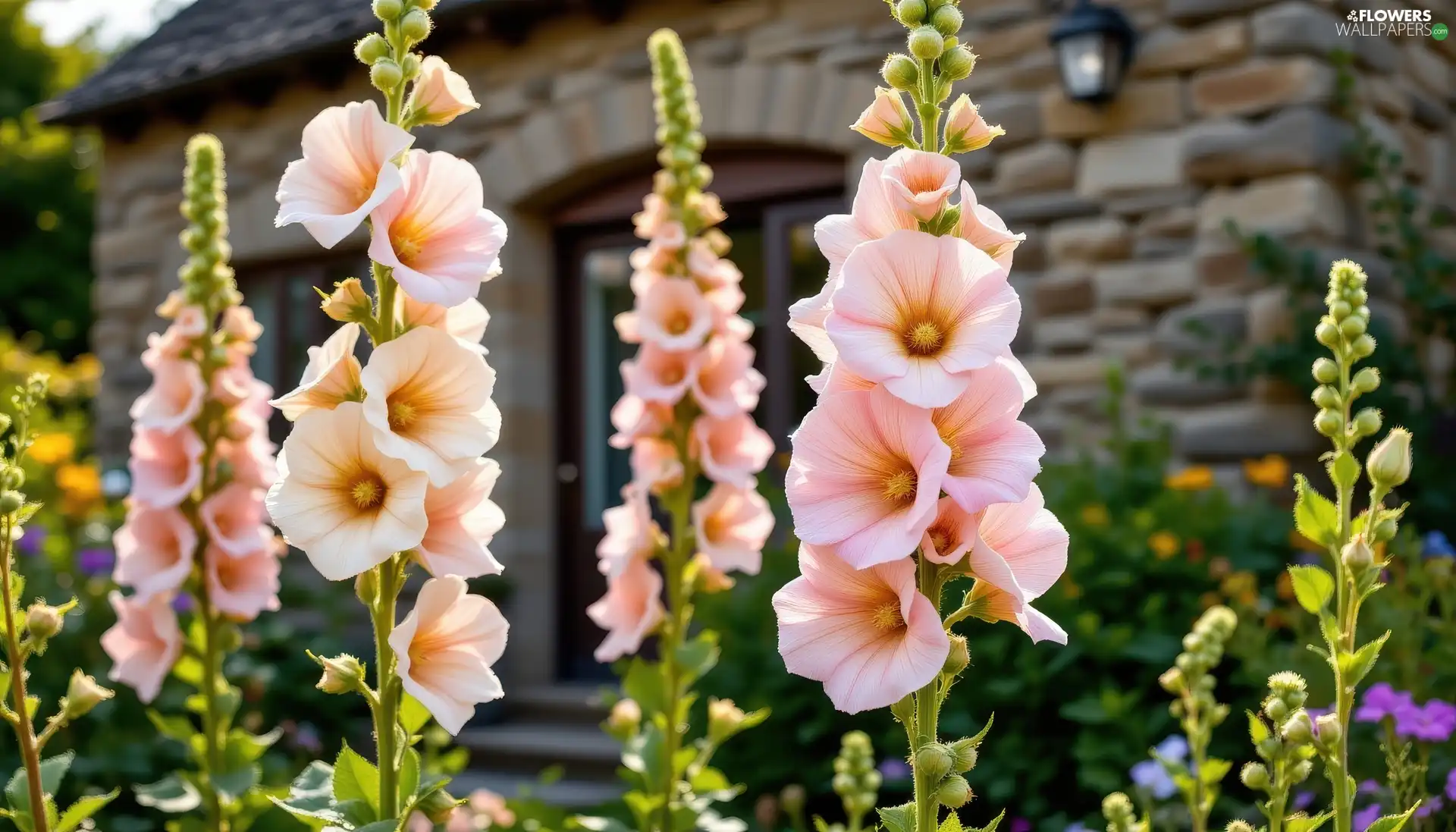 Flowers, cream, Hollyhocks, blooming