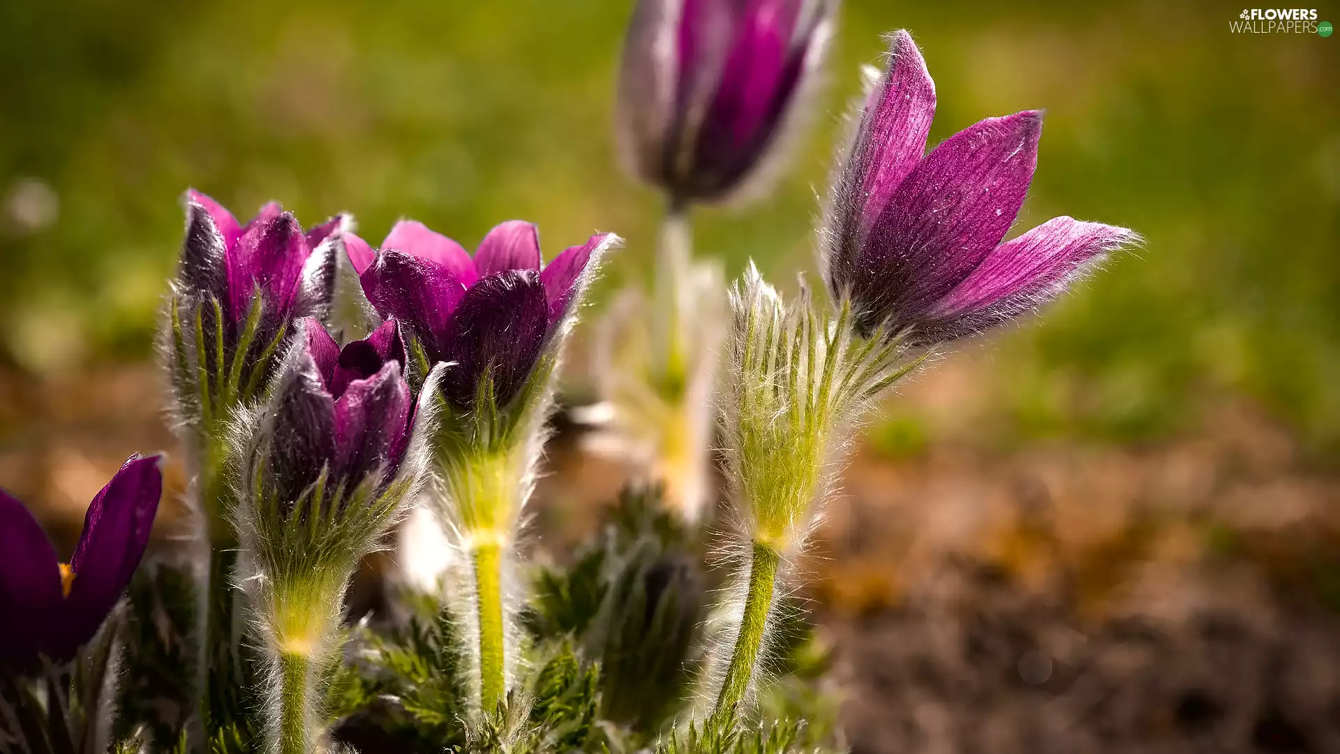 Flowers, purple, pasque, blooming