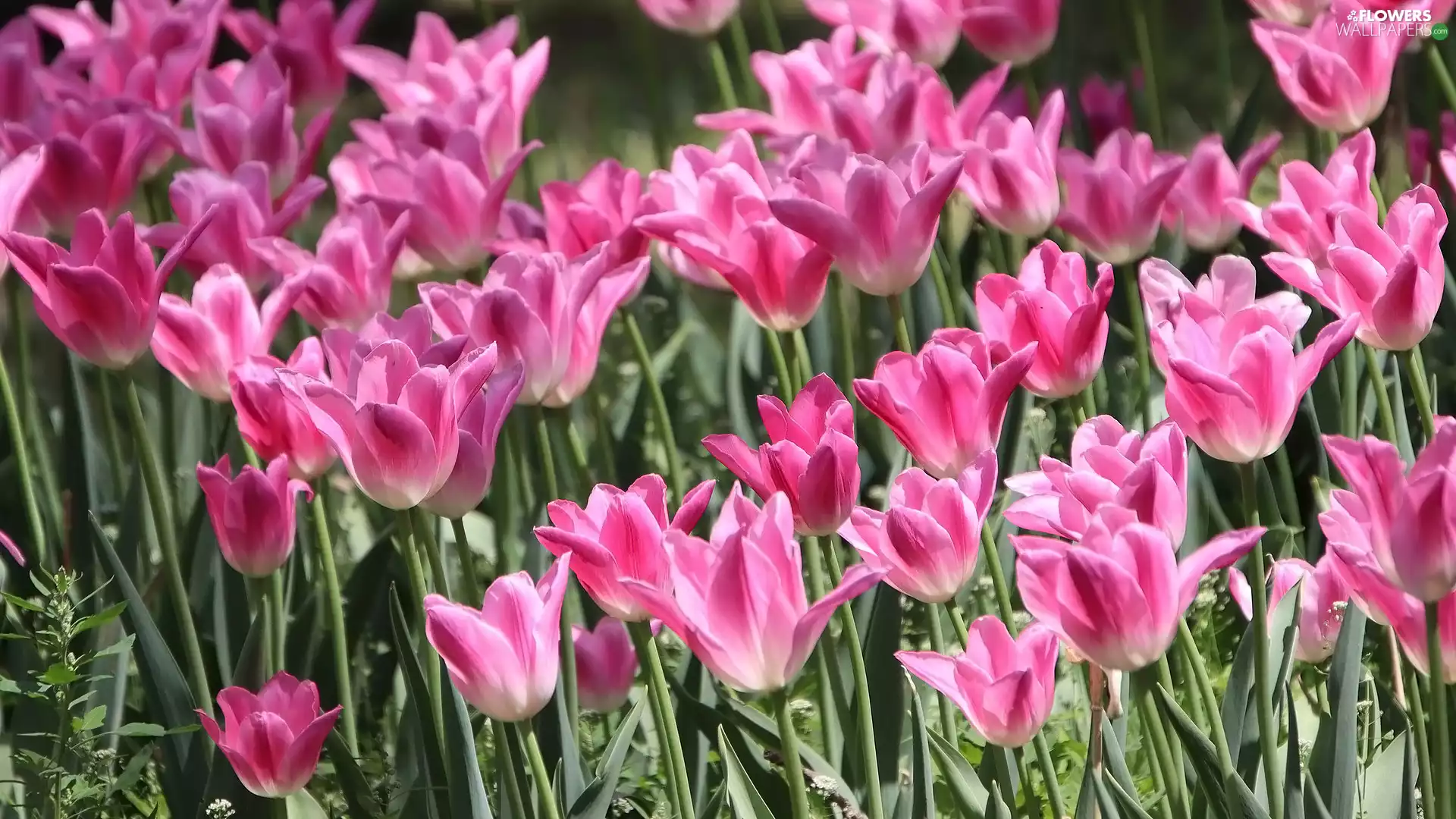 Flowers, Tulips, Pink, blooming