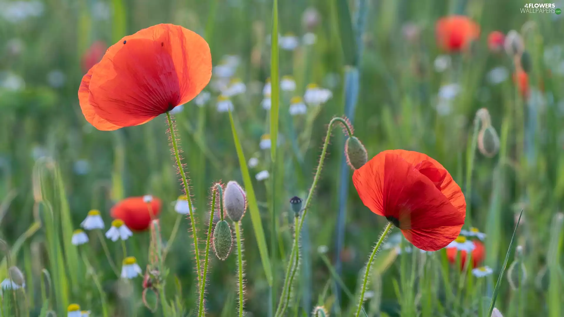 Red, papavers, Buds, blooming