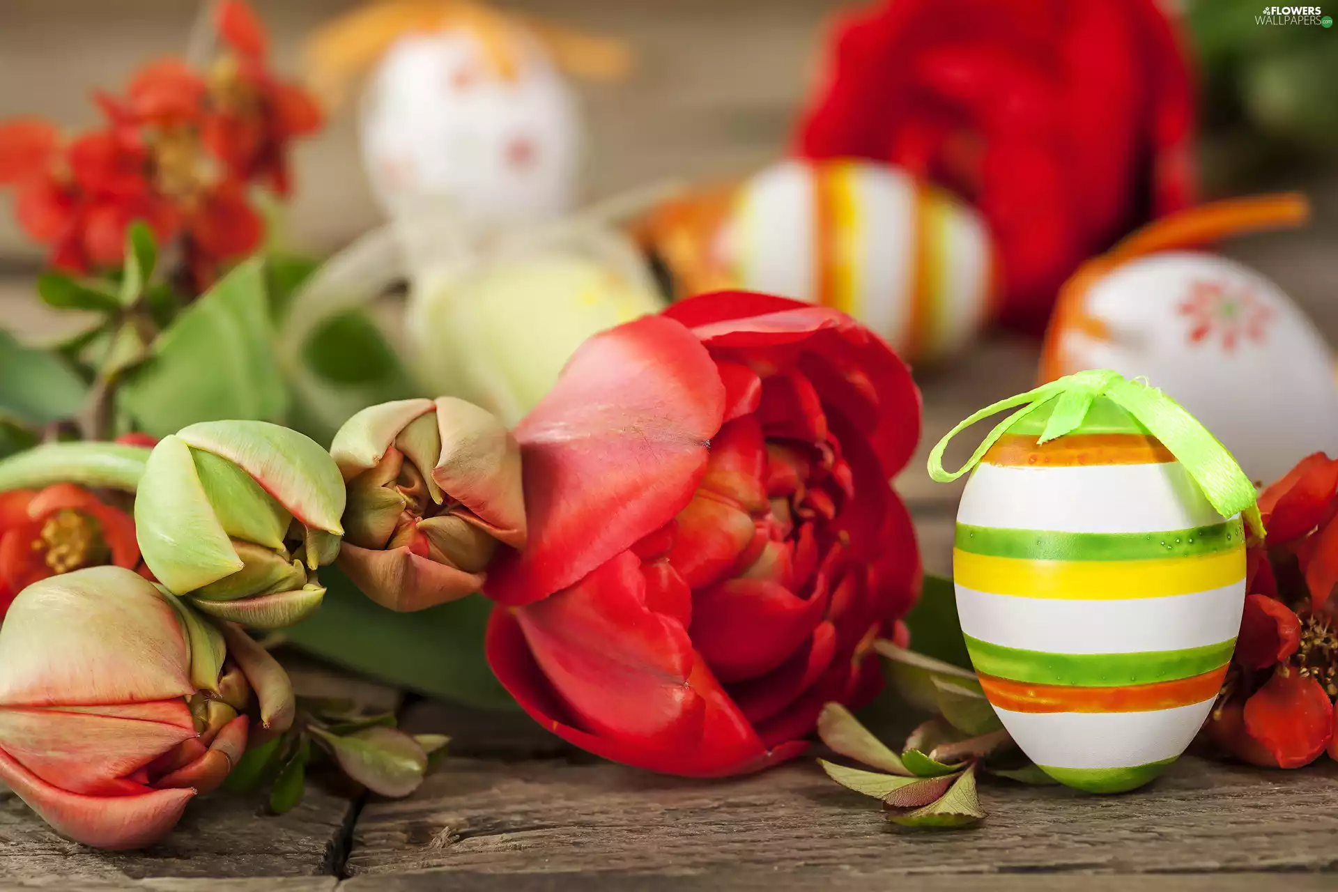 Easter, Blossomed Tulips, eggs, composition