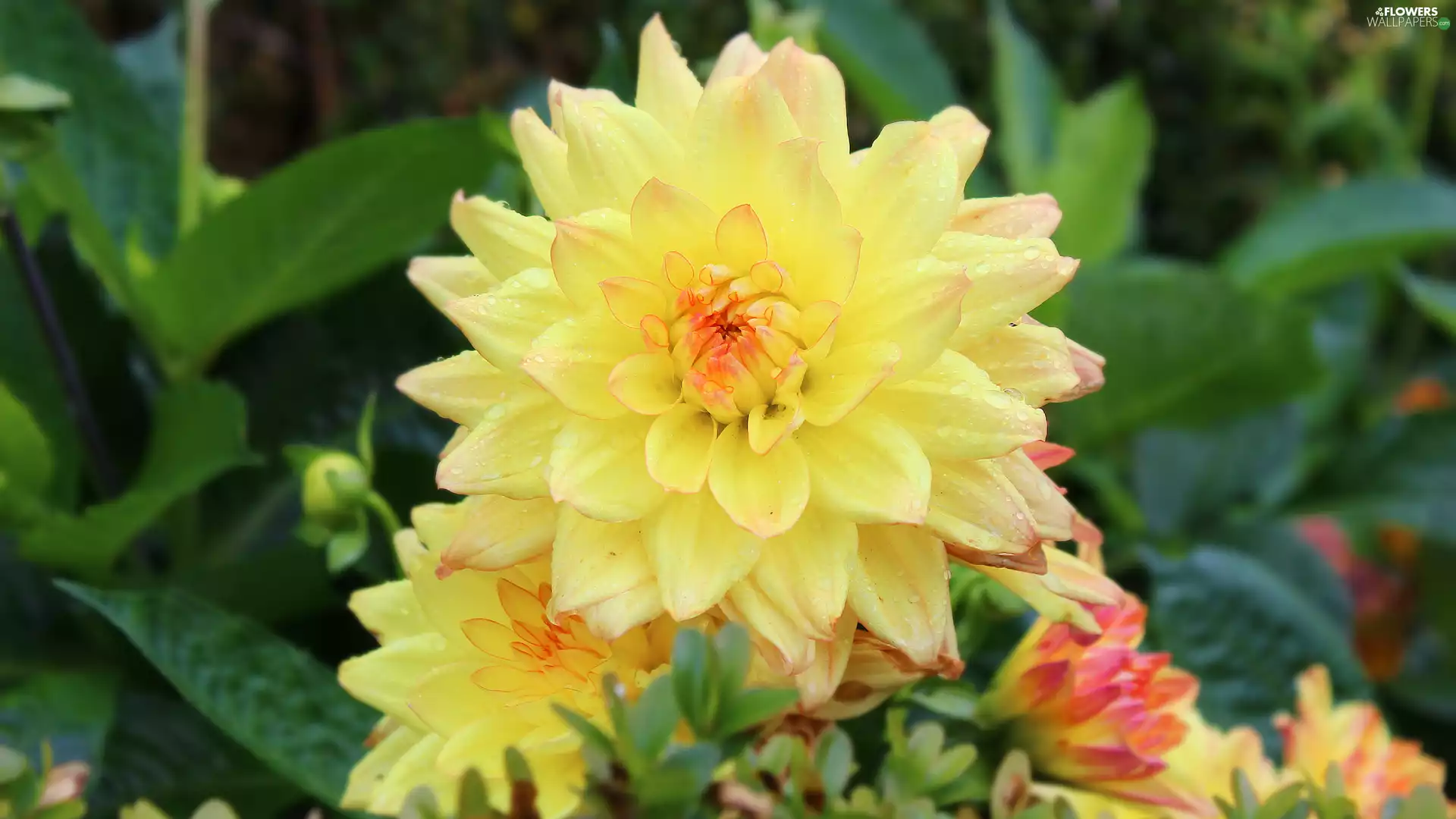 Dalia, Yellow Honda, Blossoming