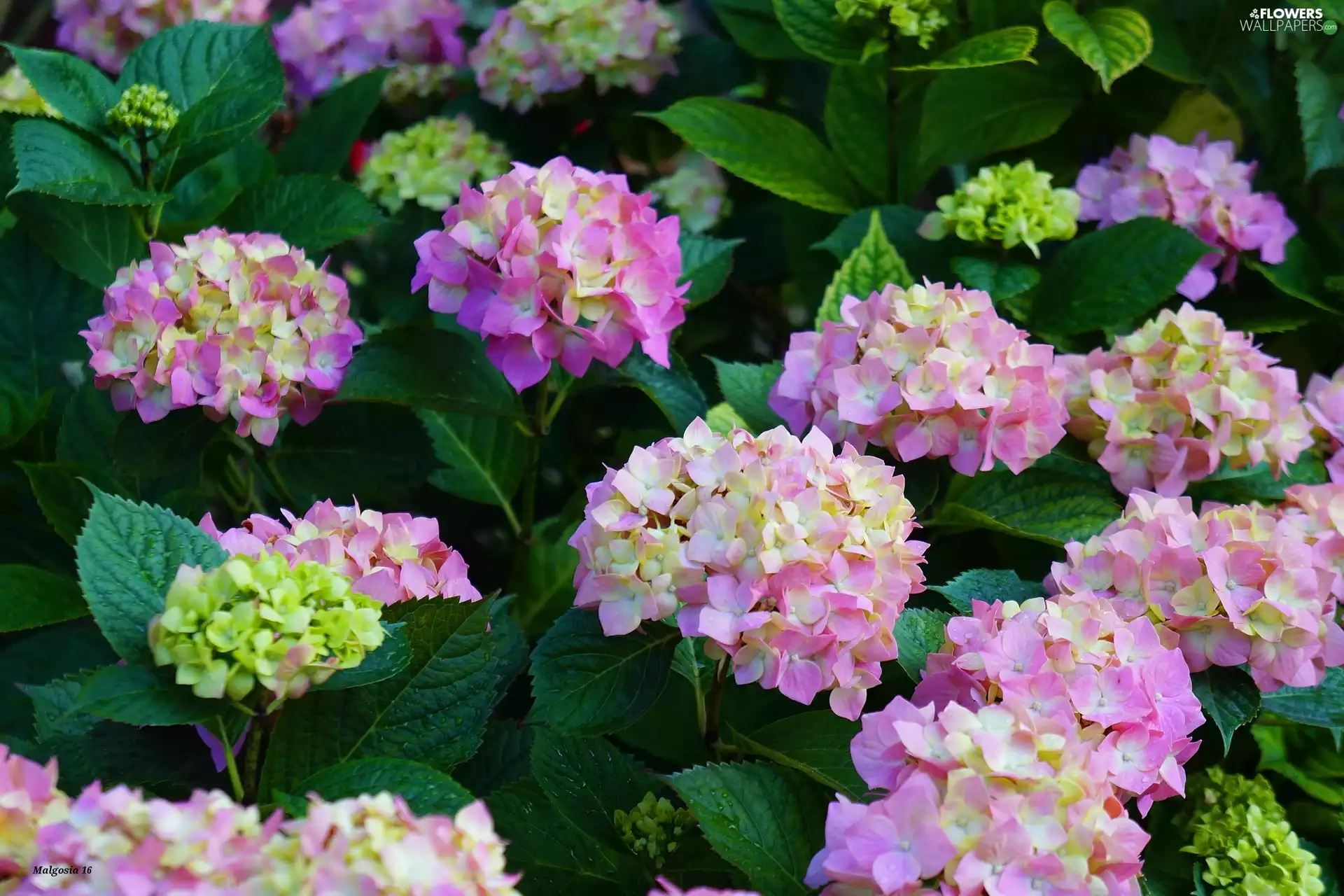 Blossoming, hydrangea