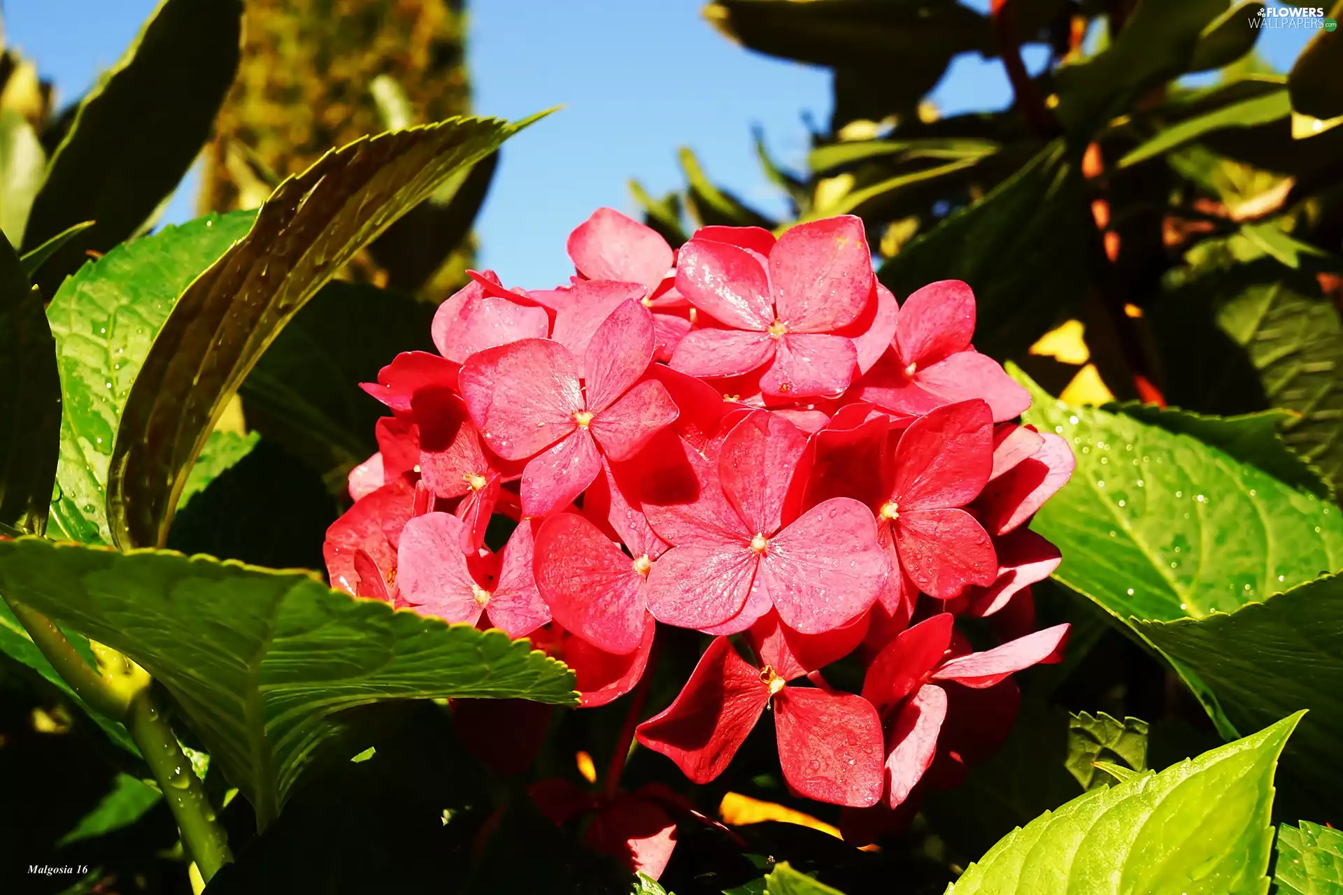 Blossoming, hydrangea