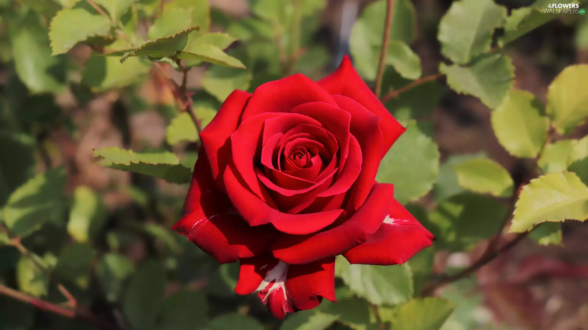 rose, red hot, Blossoming