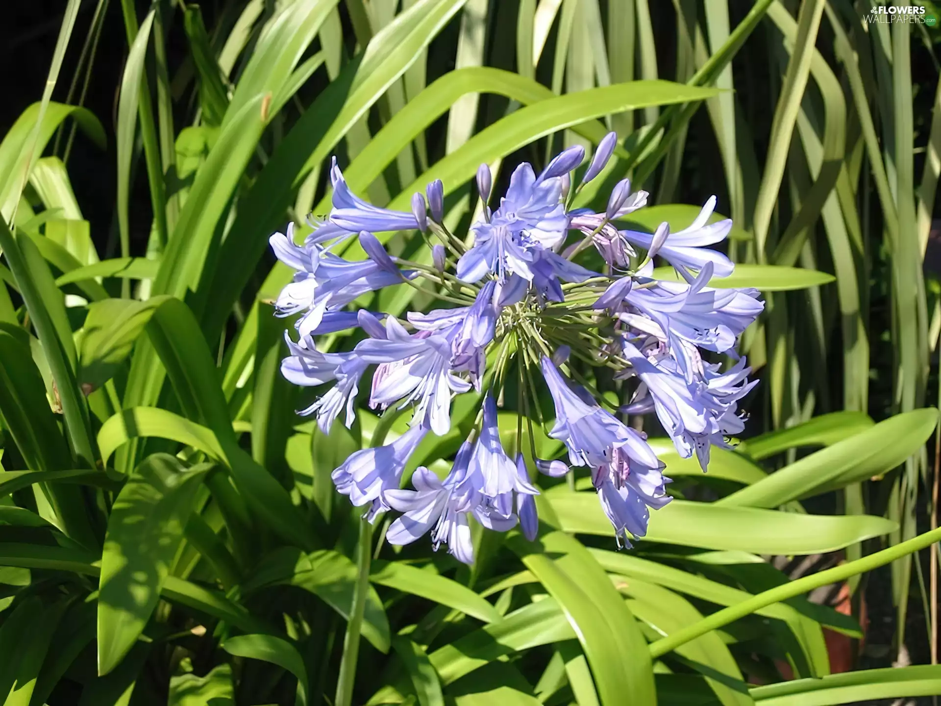 Agapanthus, Colourfull Flowers, blue