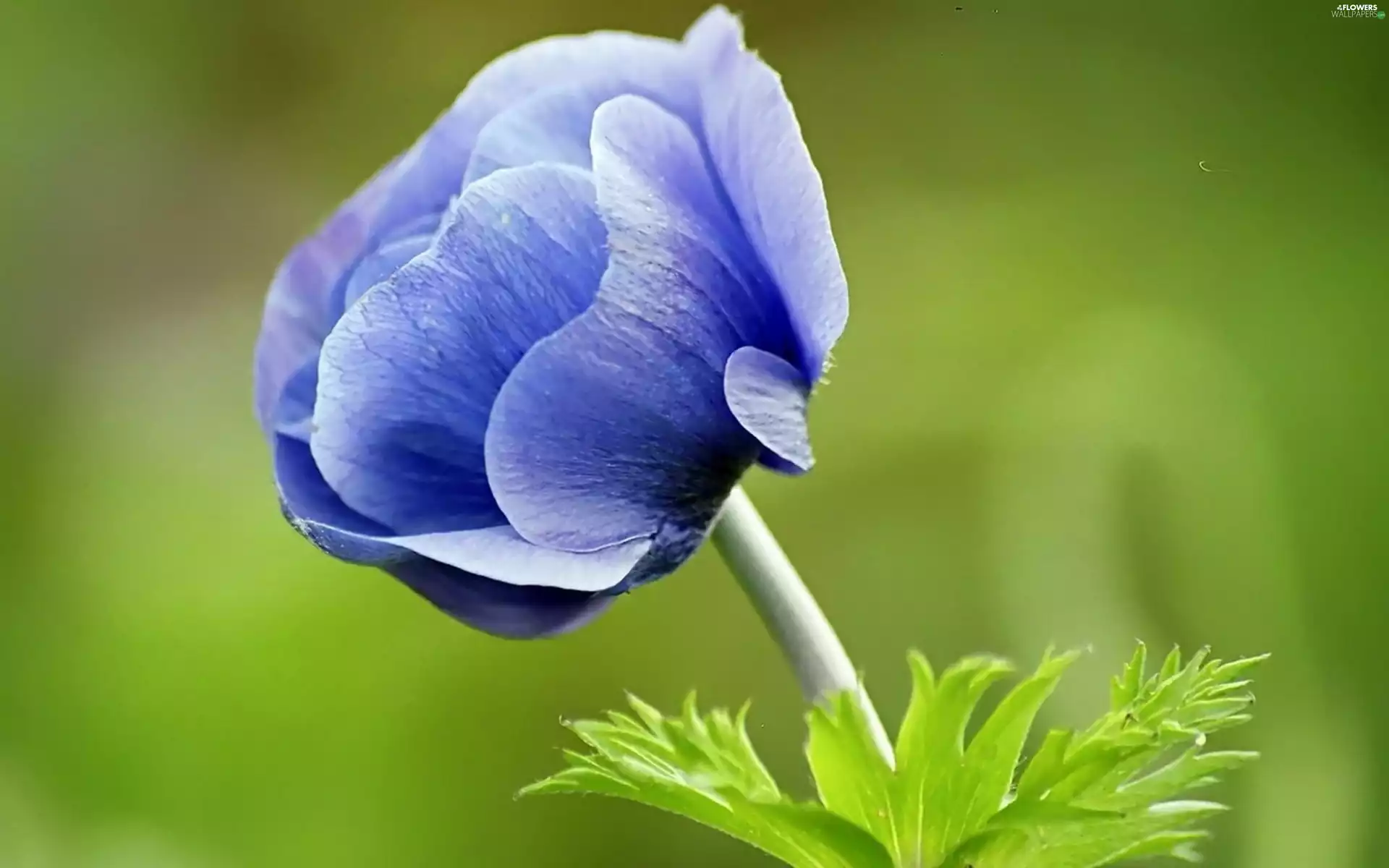blue, anemone