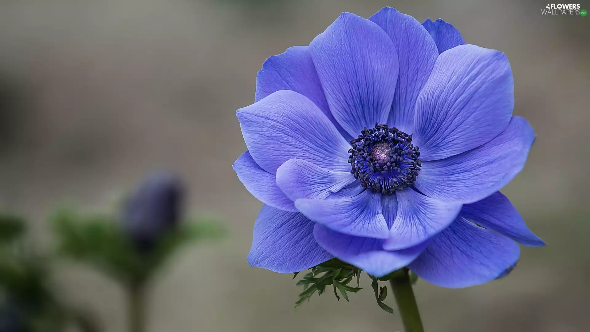 blue, anemone