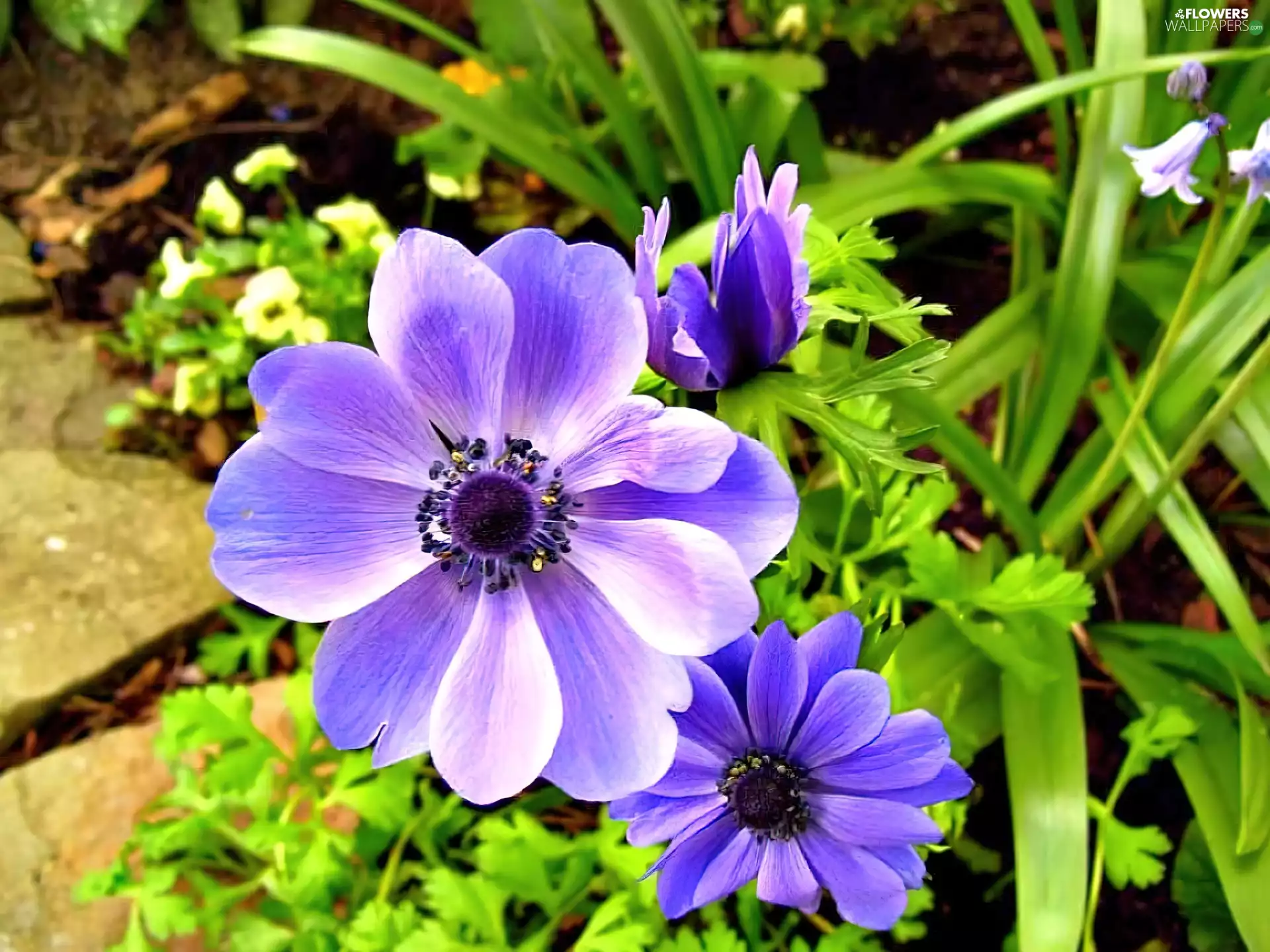 Blue, Anemones