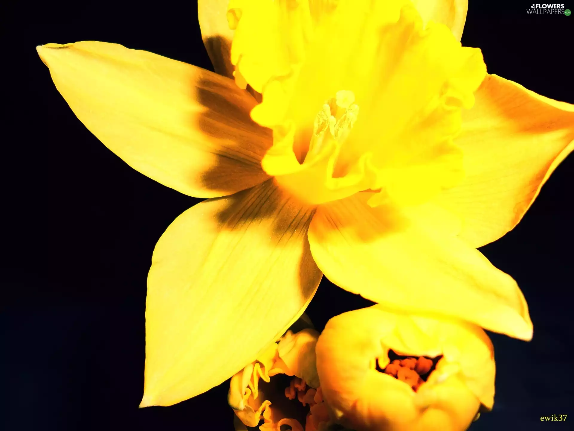 background, Daffodils, navy blue