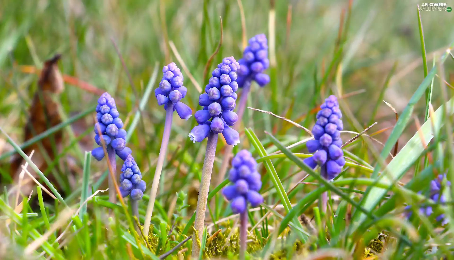 Blue, Muscari, Buds