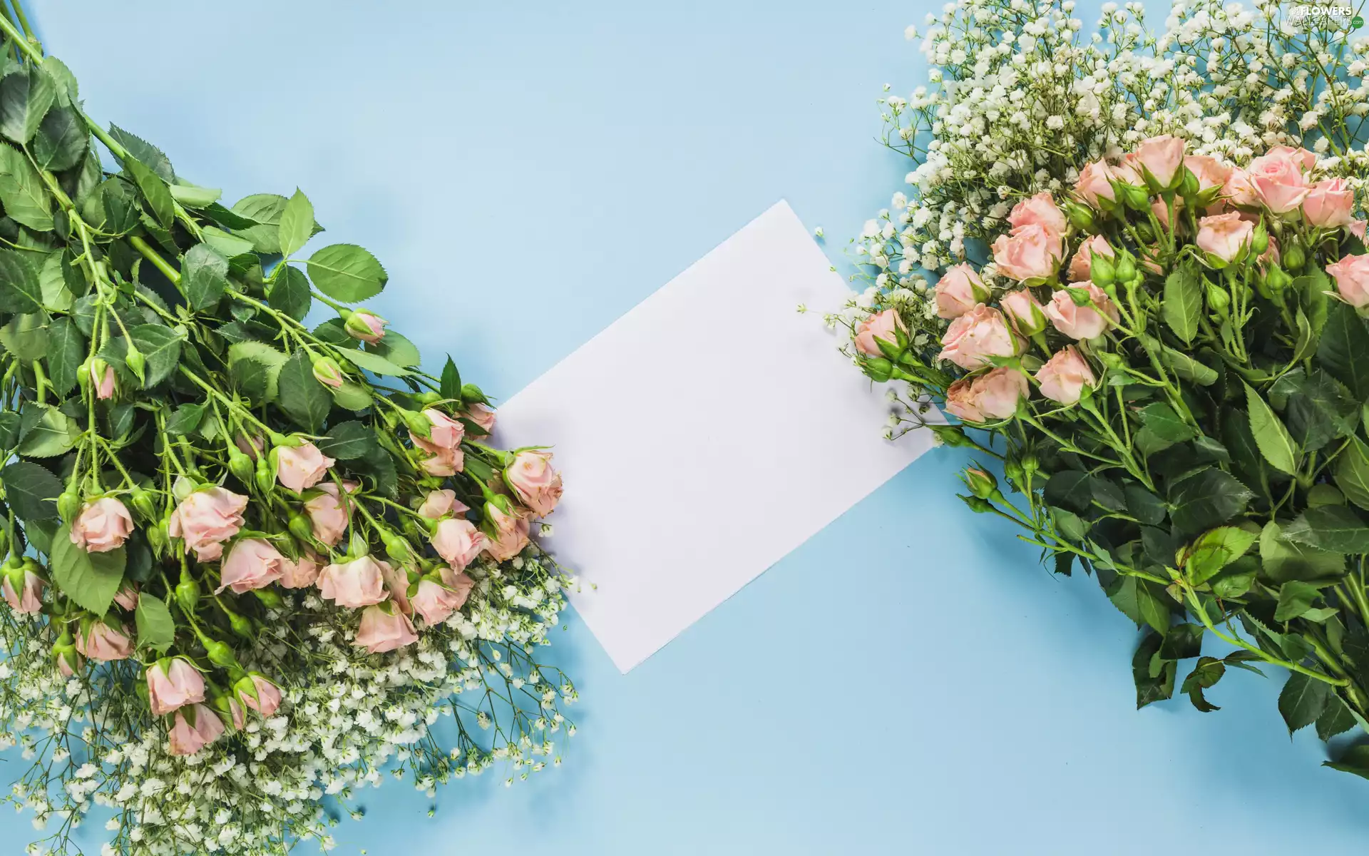 roses, Flowers, card, Blue Background, Gipsówka, Bouquets
