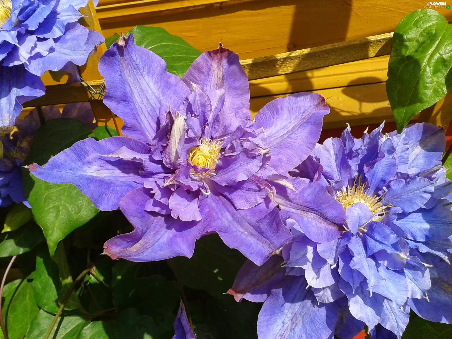 Clematis, Wooden, wall, blue