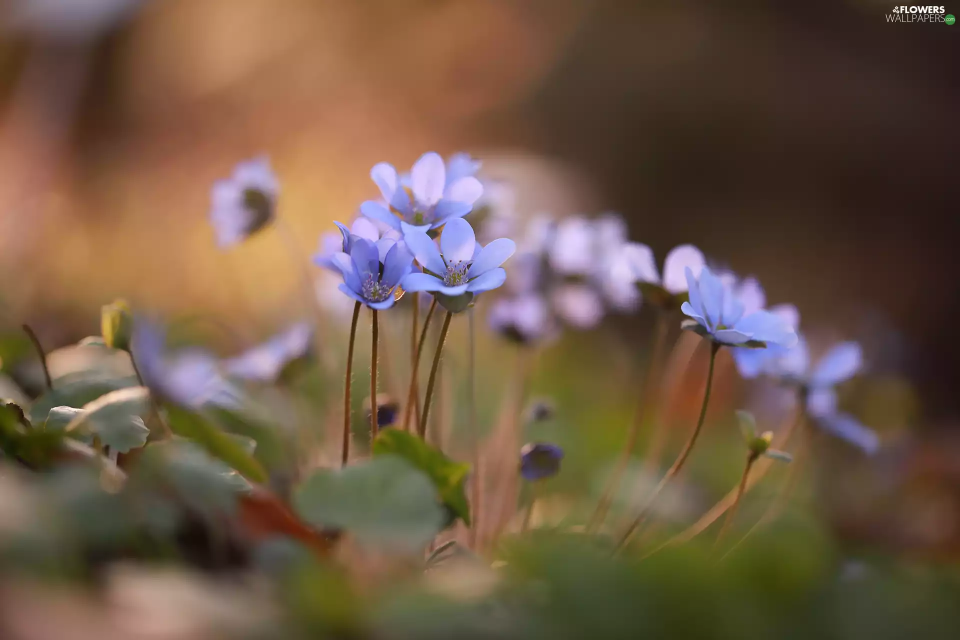 cluster, Liverworts, Flowers, Blue