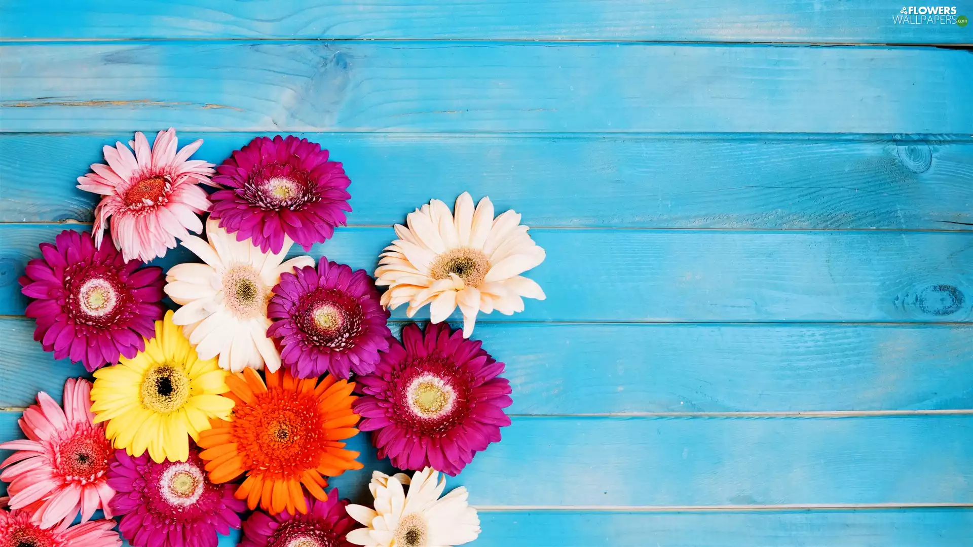 boarding, Blue, color, gerberas, Flowers
