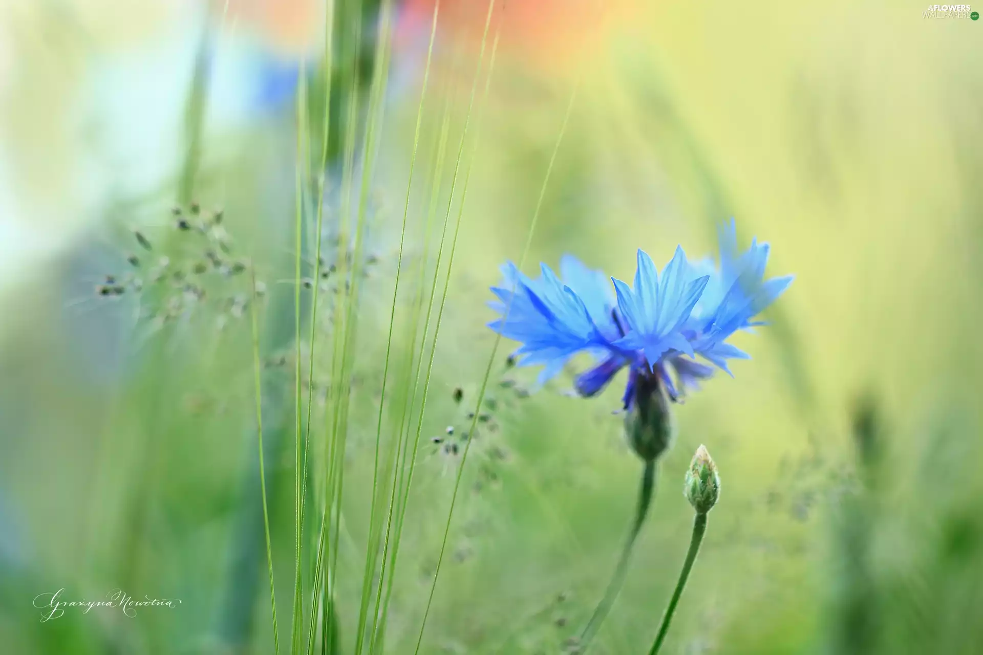 Colourfull Flowers, Chaber, blue