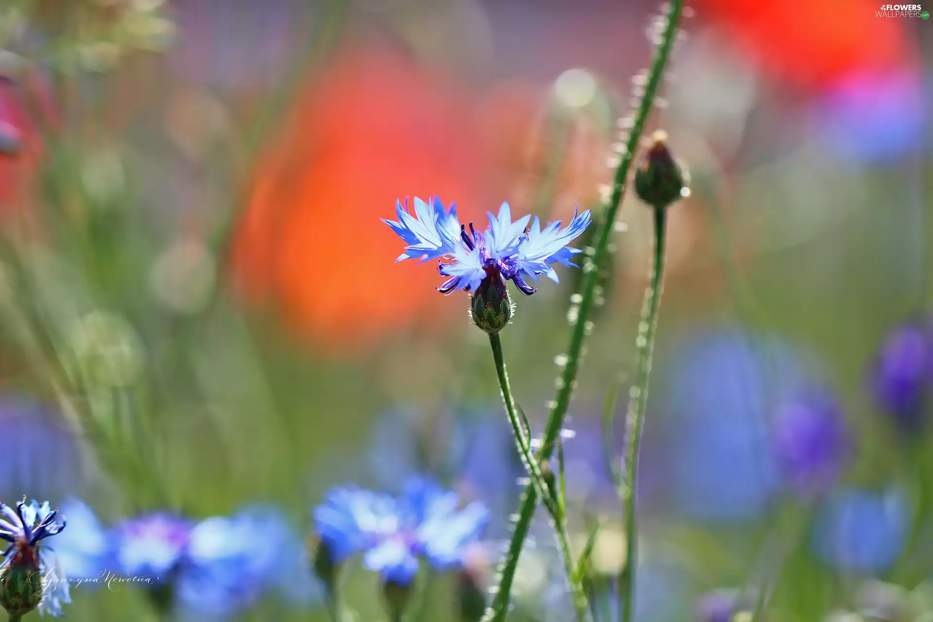 Colourfull Flowers, Chaber, blue