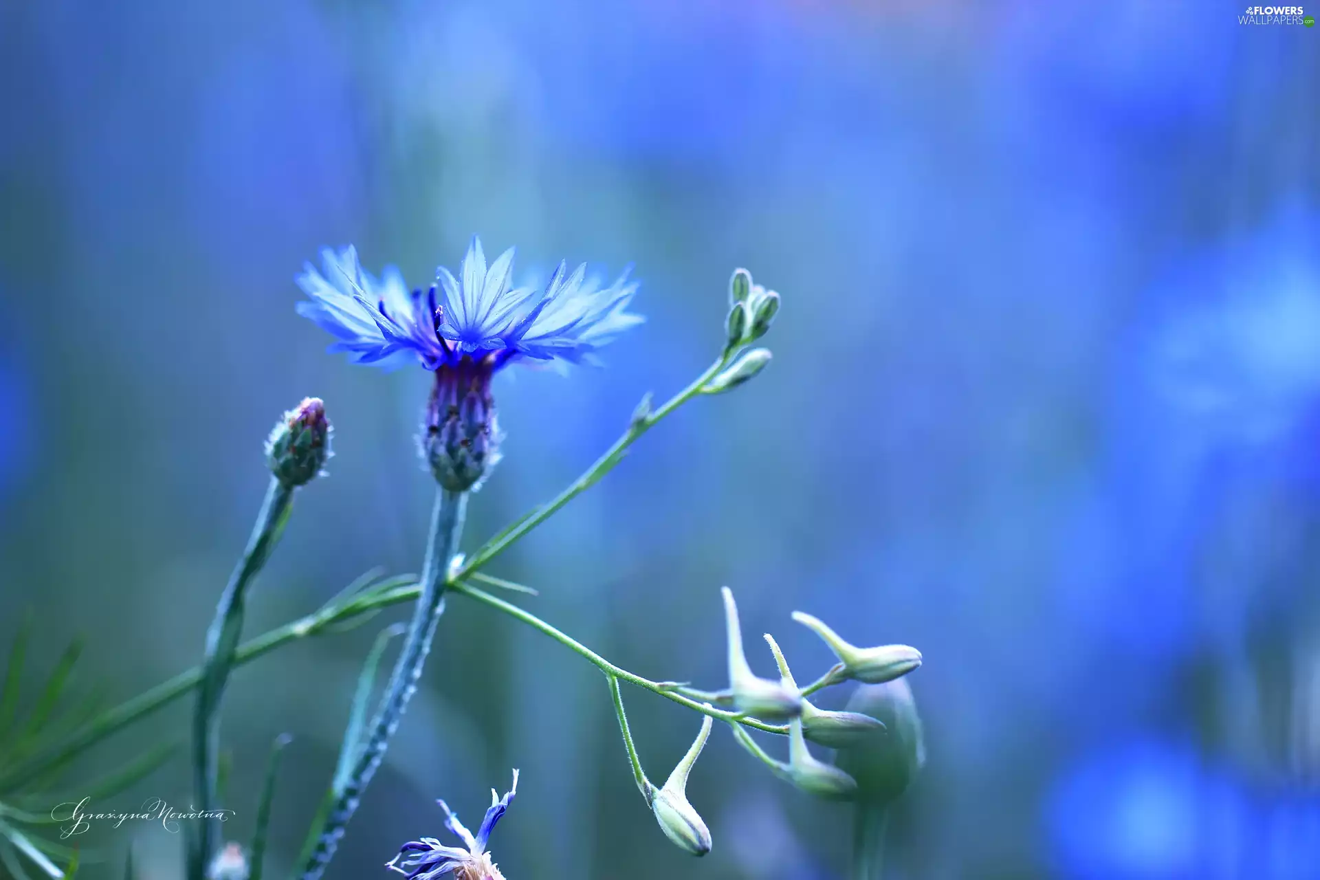 Colourfull Flowers, Chaber, blue