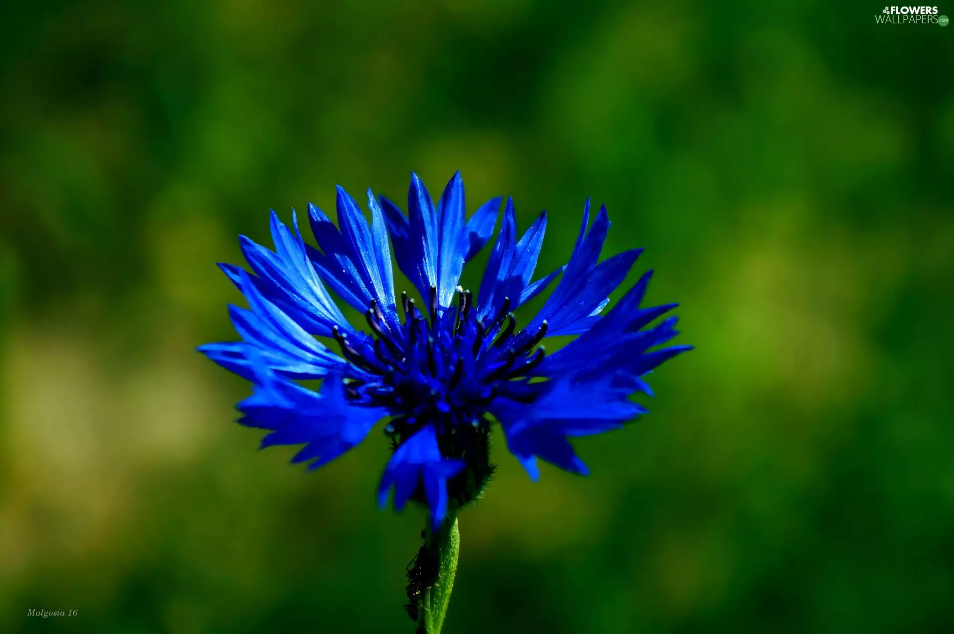 Chaber, Colourfull Flowers, blue