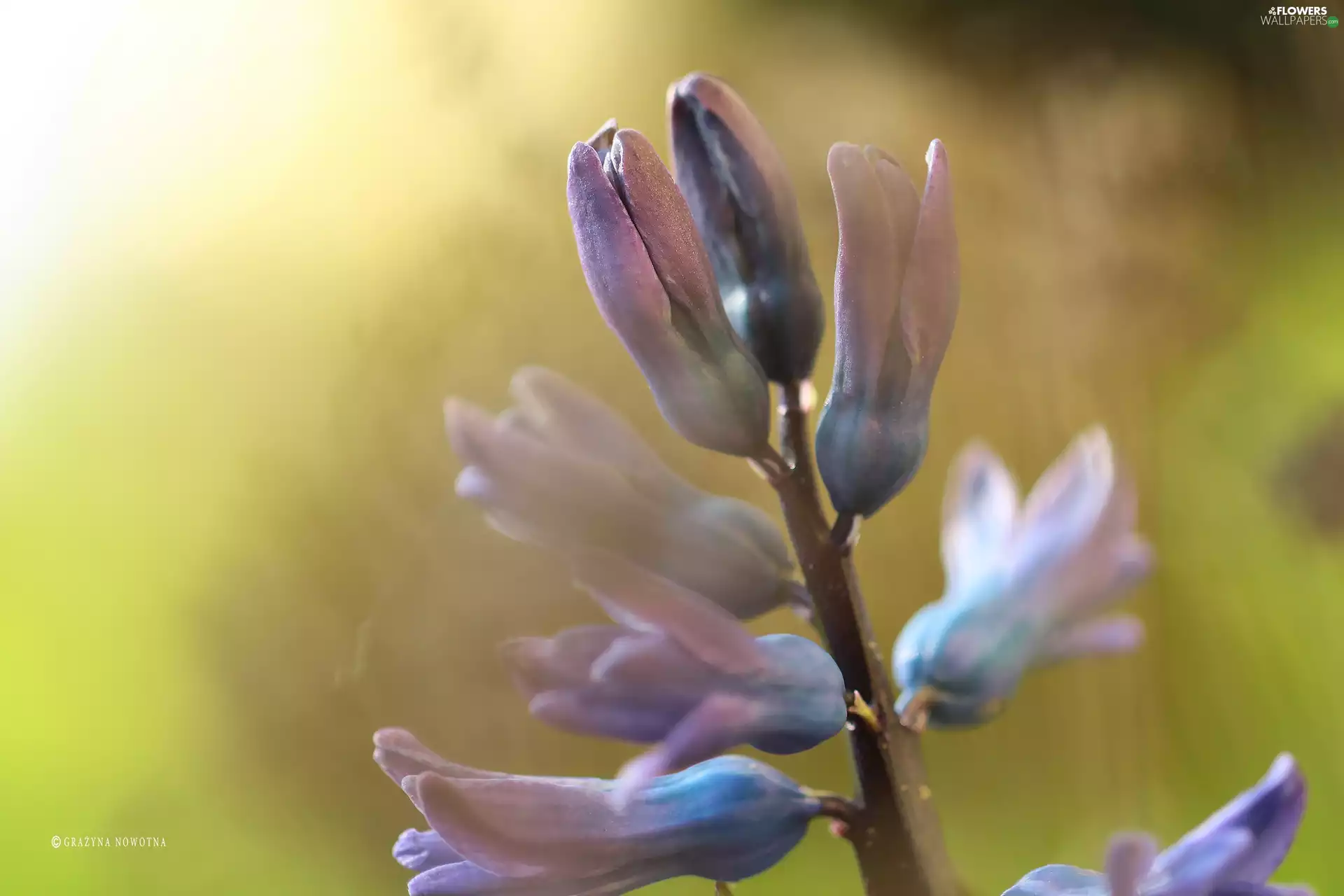 Colourfull Flowers, hyacinth, blue