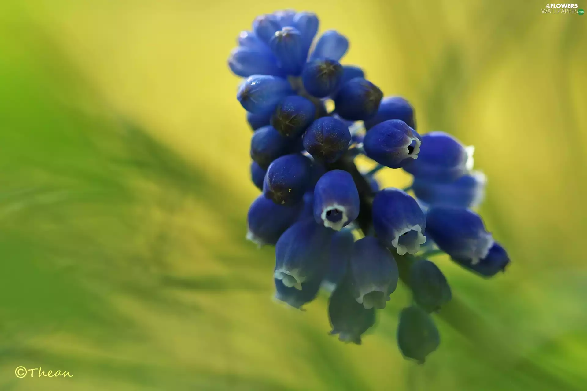 Colourfull Flowers, Muscari, blue