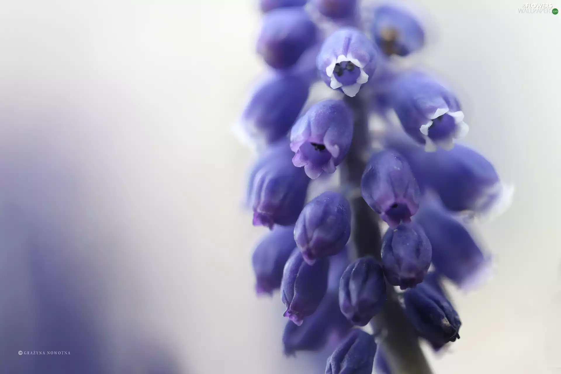 Colourfull Flowers, Muscari, blue