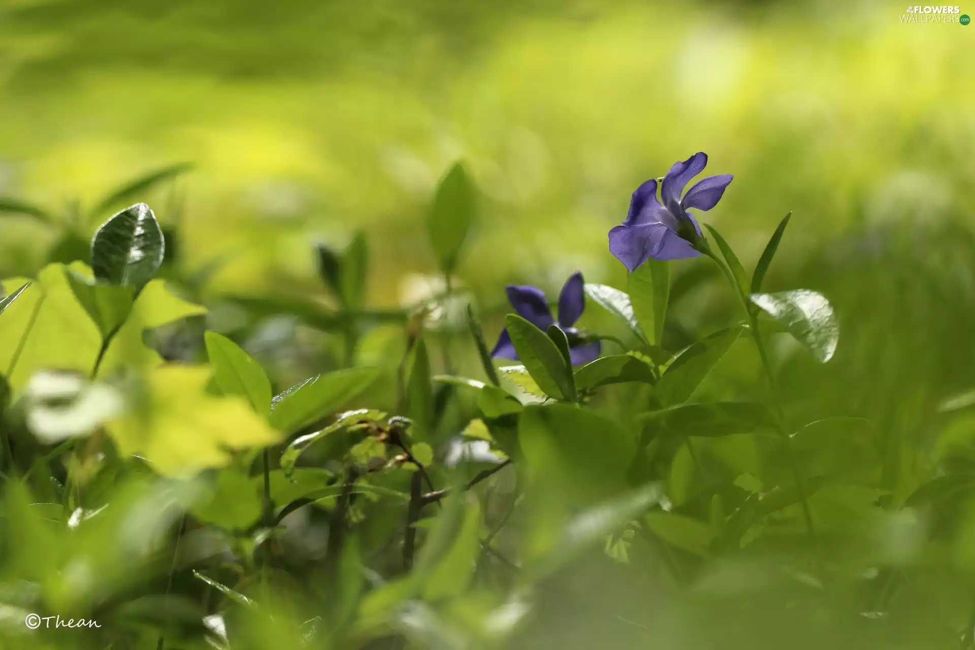 Colourfull Flowers, myrtle, blue