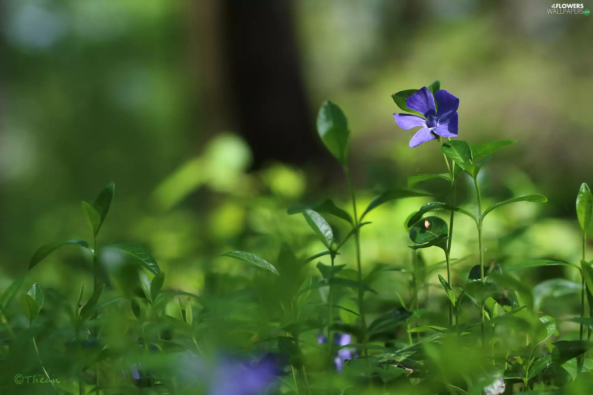 Colourfull Flowers, myrtle, blue