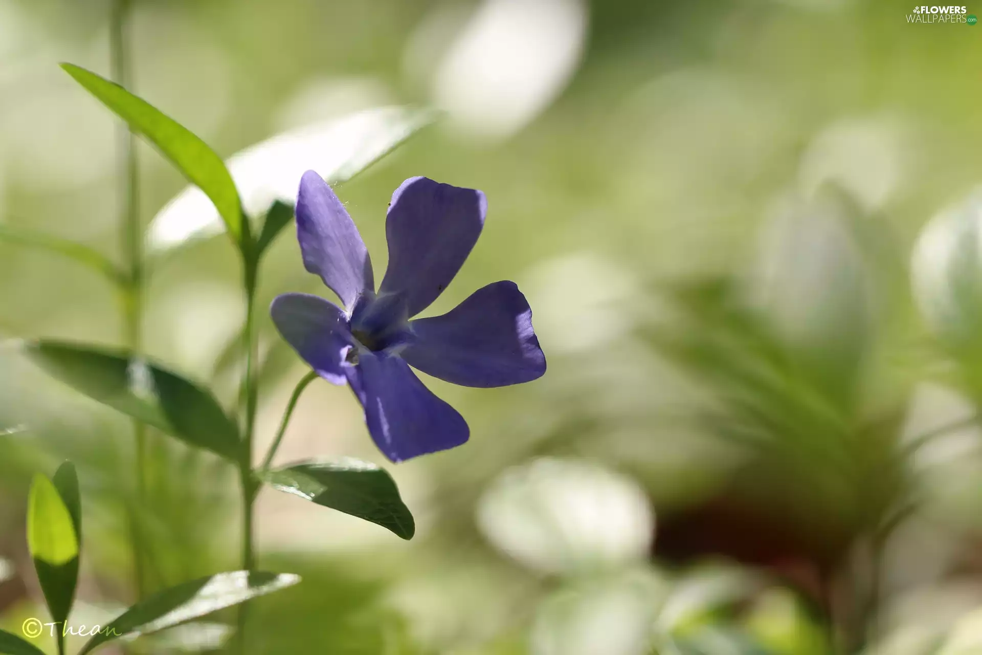 Colourfull Flowers, myrtle, blue