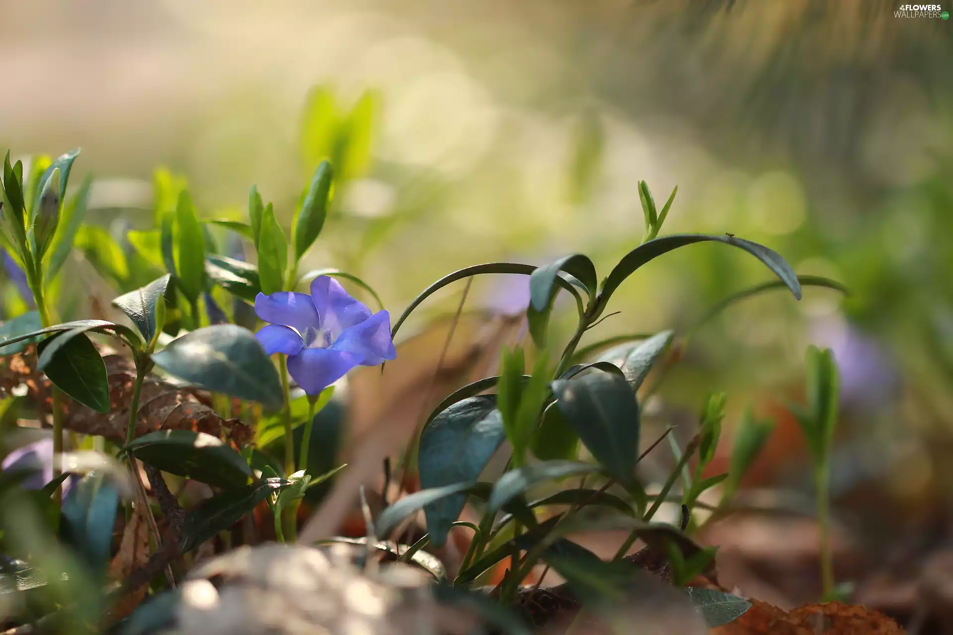 Colourfull Flowers, Periwinkle, blue