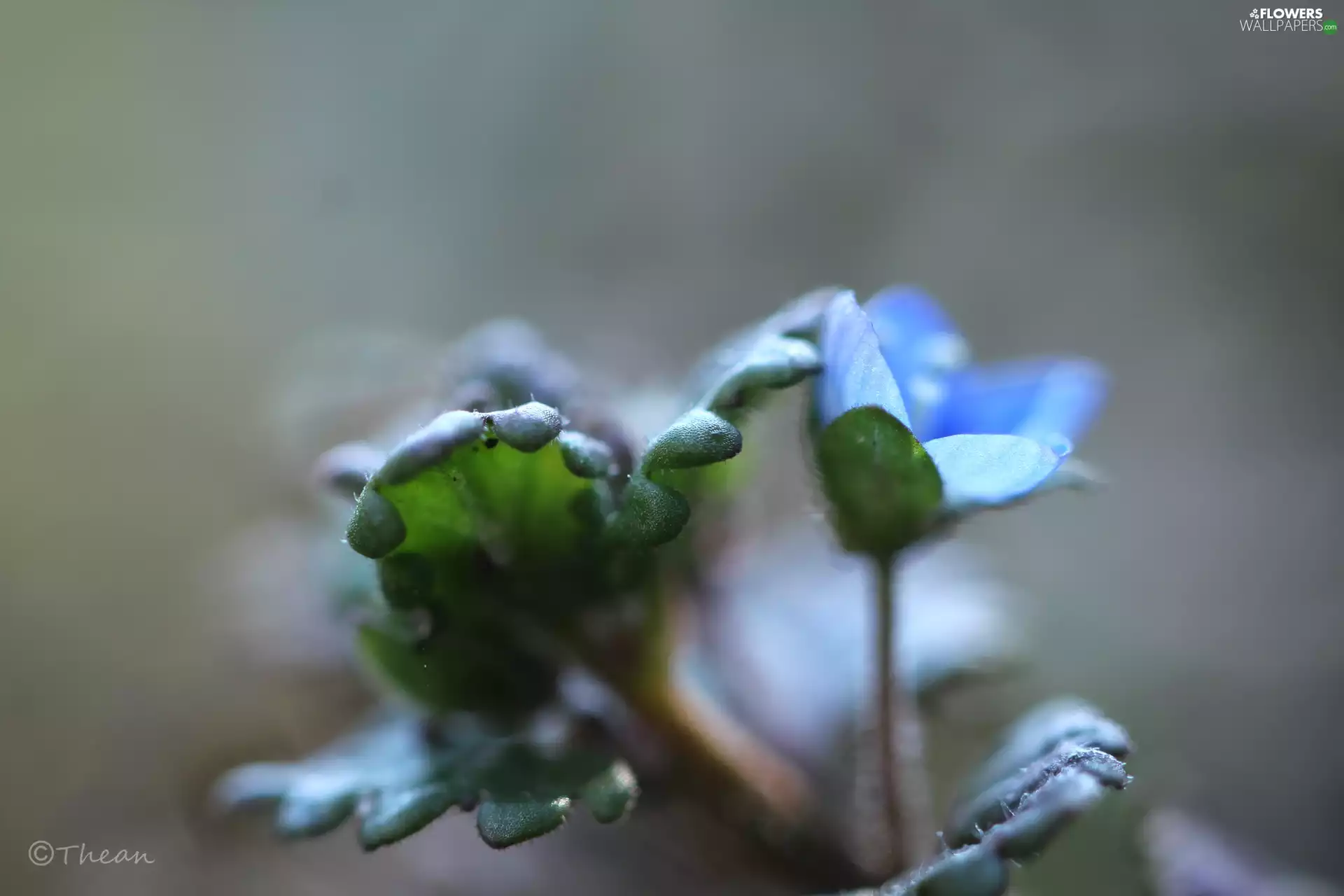 Colourfull Flowers, speedwell, blue